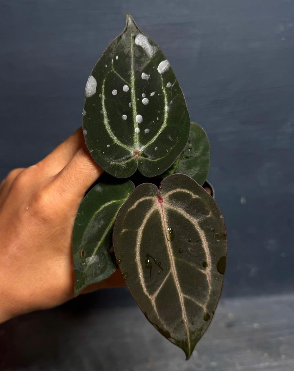 Anthurium Carla Evenstar