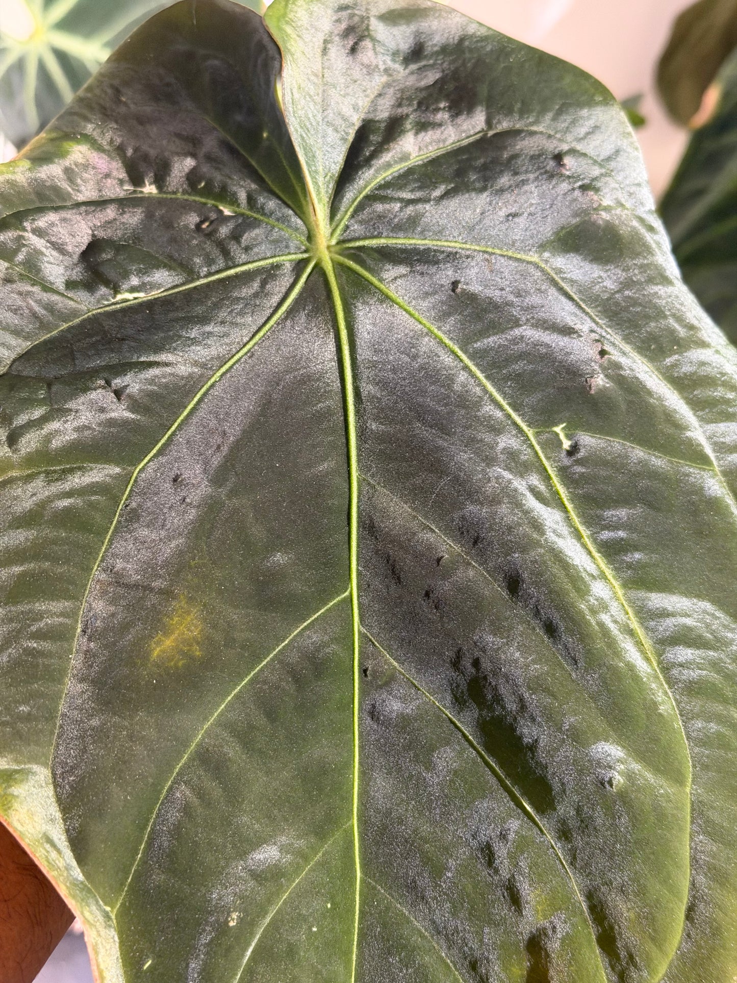 Anthurium (Forgetii x BVEP) X (Carlablackiae x Besseae AFF) x BVEP