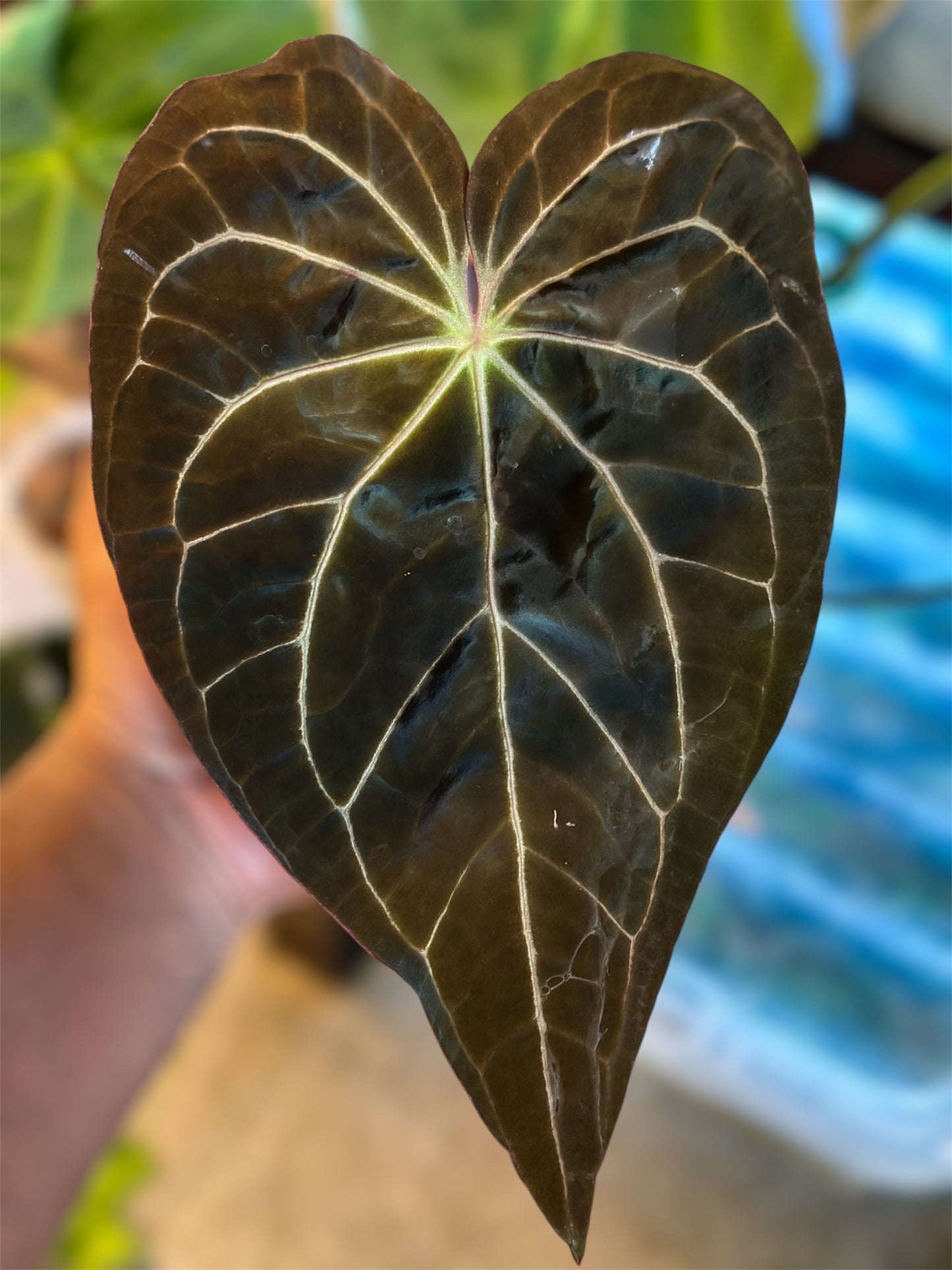 Anthurium RVC x D&H X Supermassive Spider