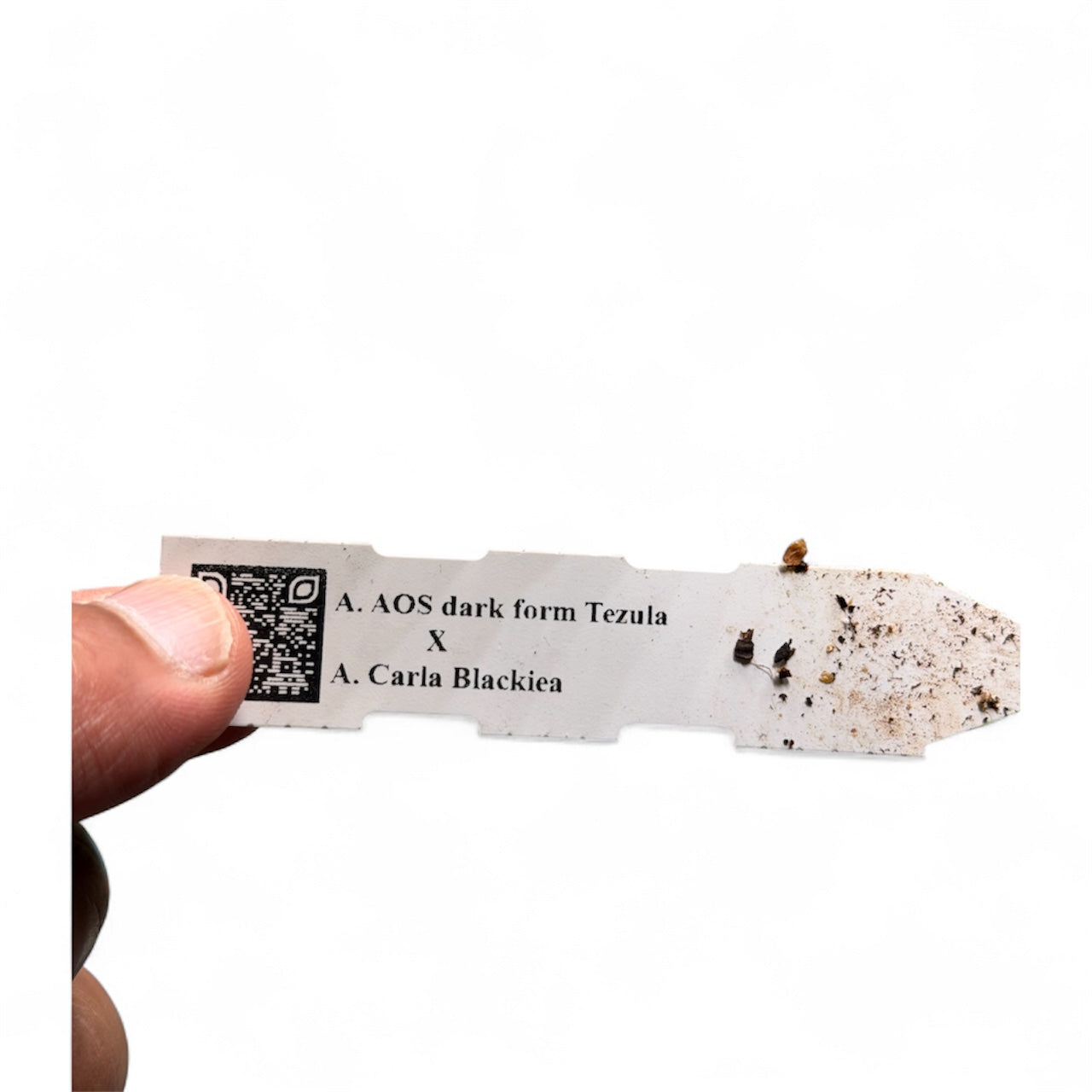 Anthurium Ace of Spades (Tezula) × Carlablackiae – Offsets