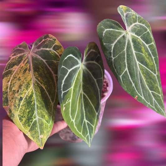 variegated anthurium