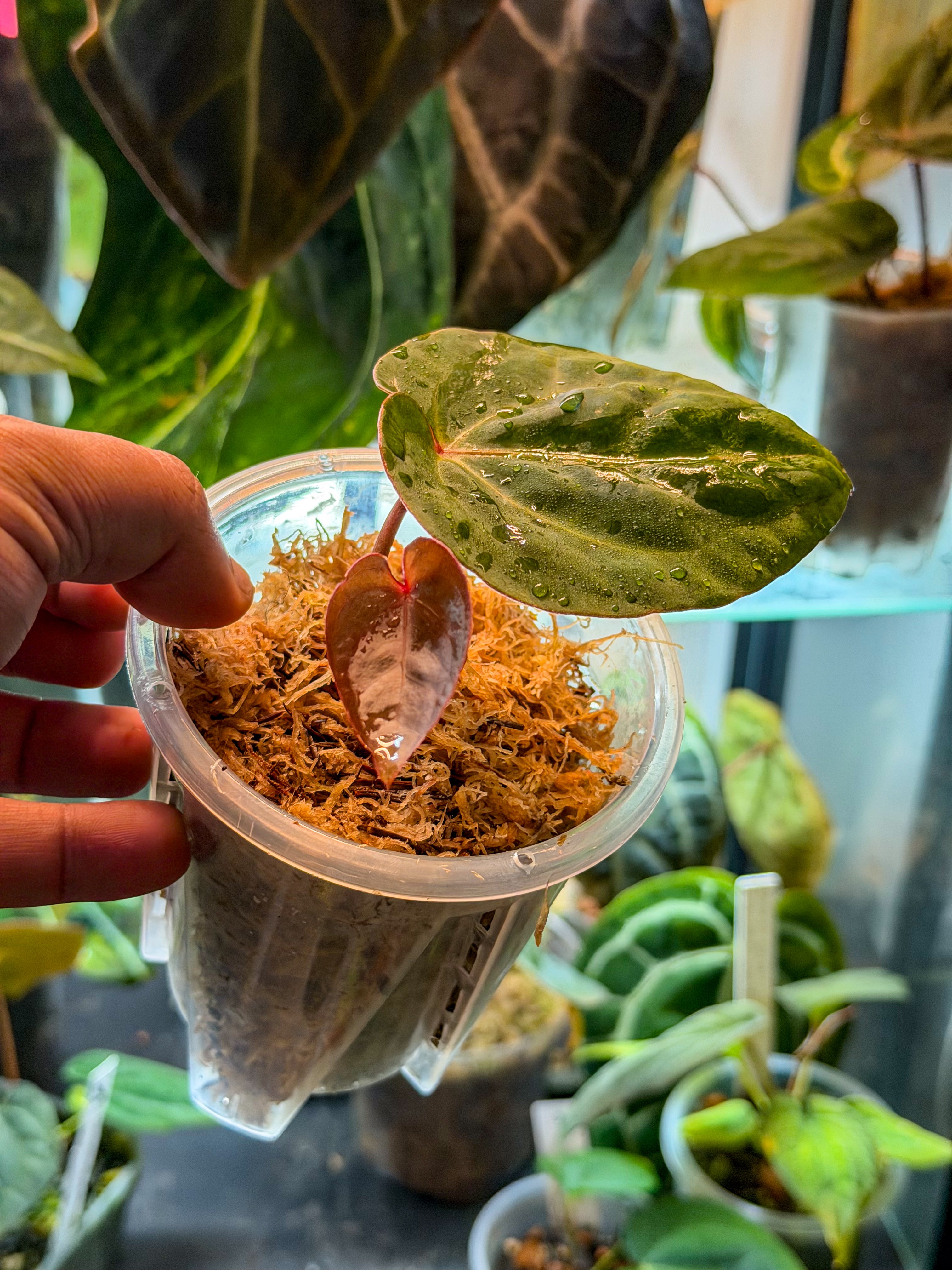 Anthurium Bloodmoon - Original Clone – HappiestPlants