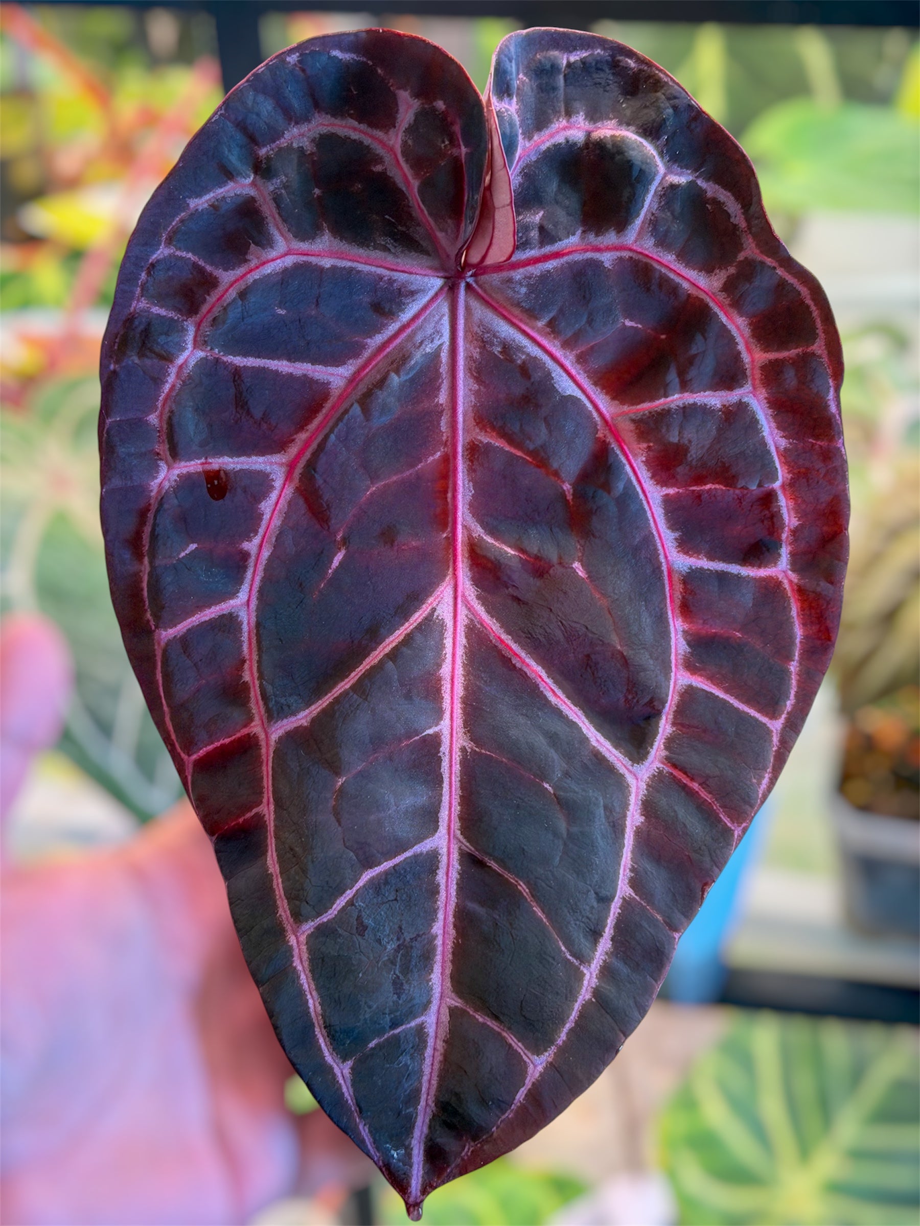 anthurium hybride rouge Anthurium Èclat Rouge x Dusk Ablaze – HappiestPlants