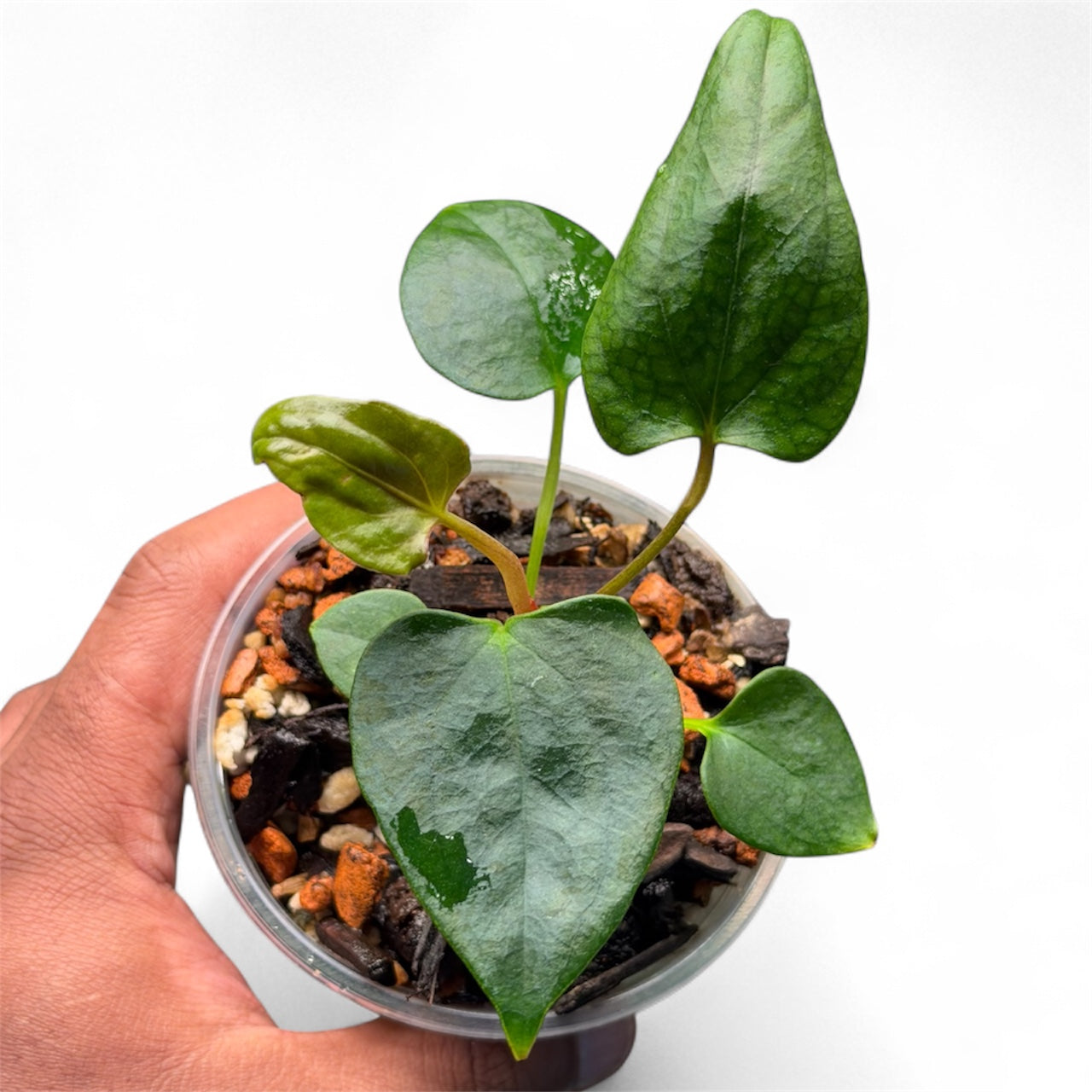 Anthurium Portillae (NSE) x Sp Nov DF