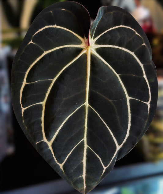 Anthurium Carlablackiae RA10 x (Dressleri x Carlablackiae x BVEP)