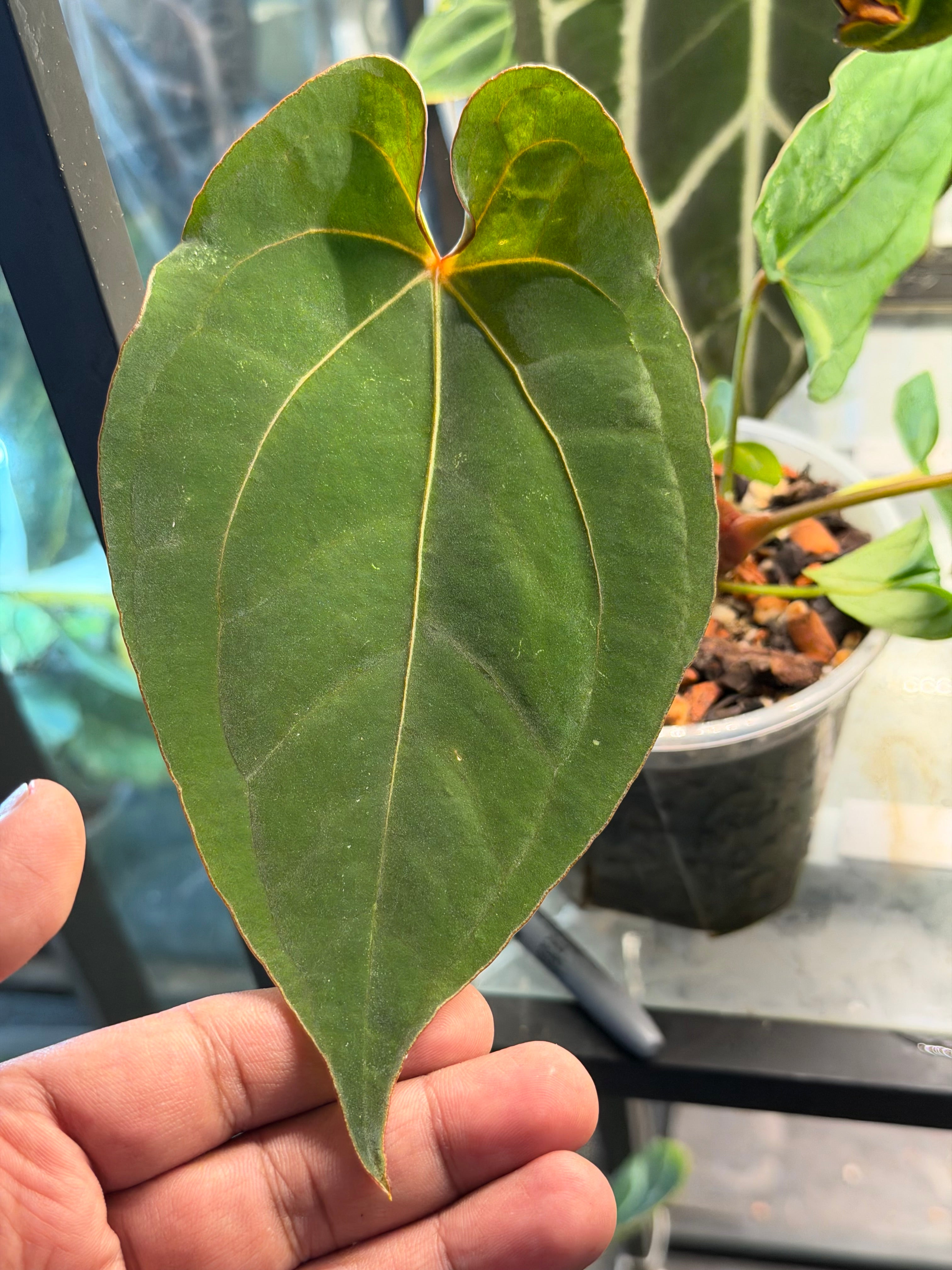 Anthurium Kunayalense X Zara x Michelle – HappiestPlants