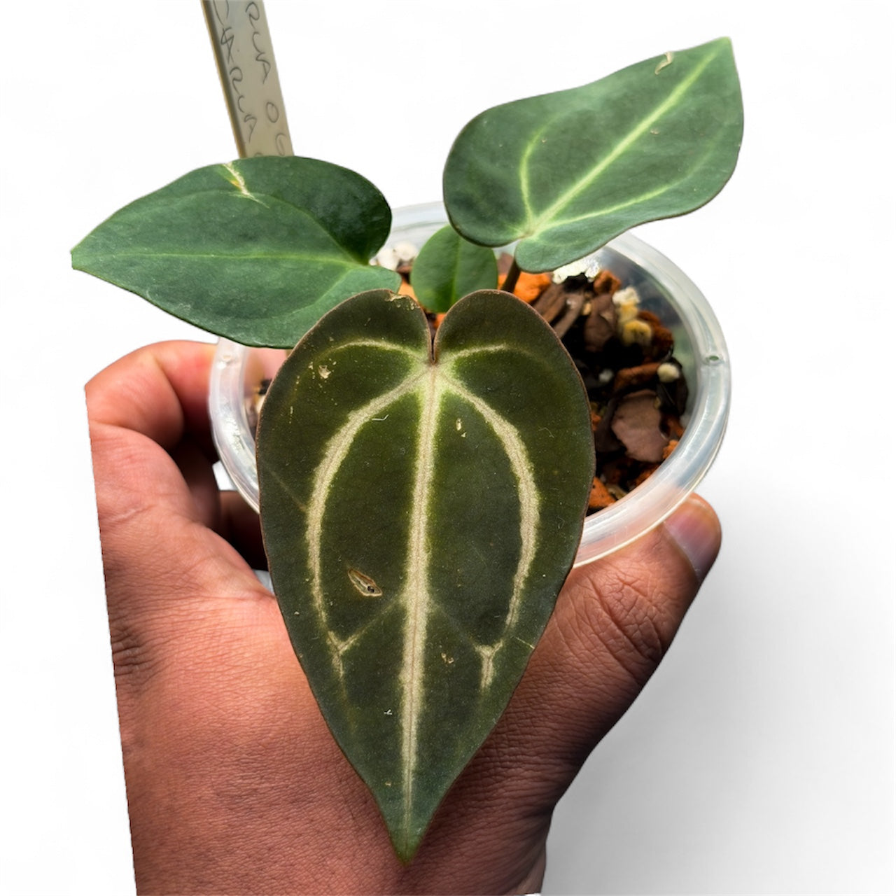 Carlablackiae OG4 x OG2