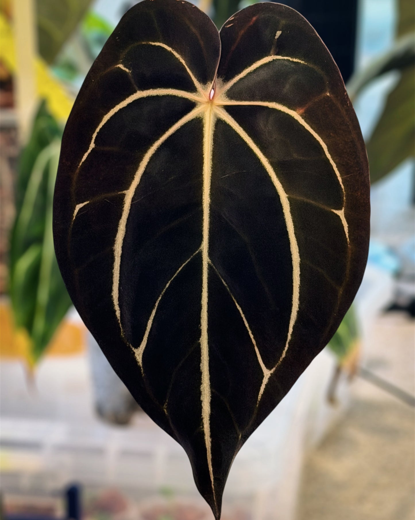 Anthurium (Kuna x BVEP RA1) x Carla (Round x GPH001) x GPH001