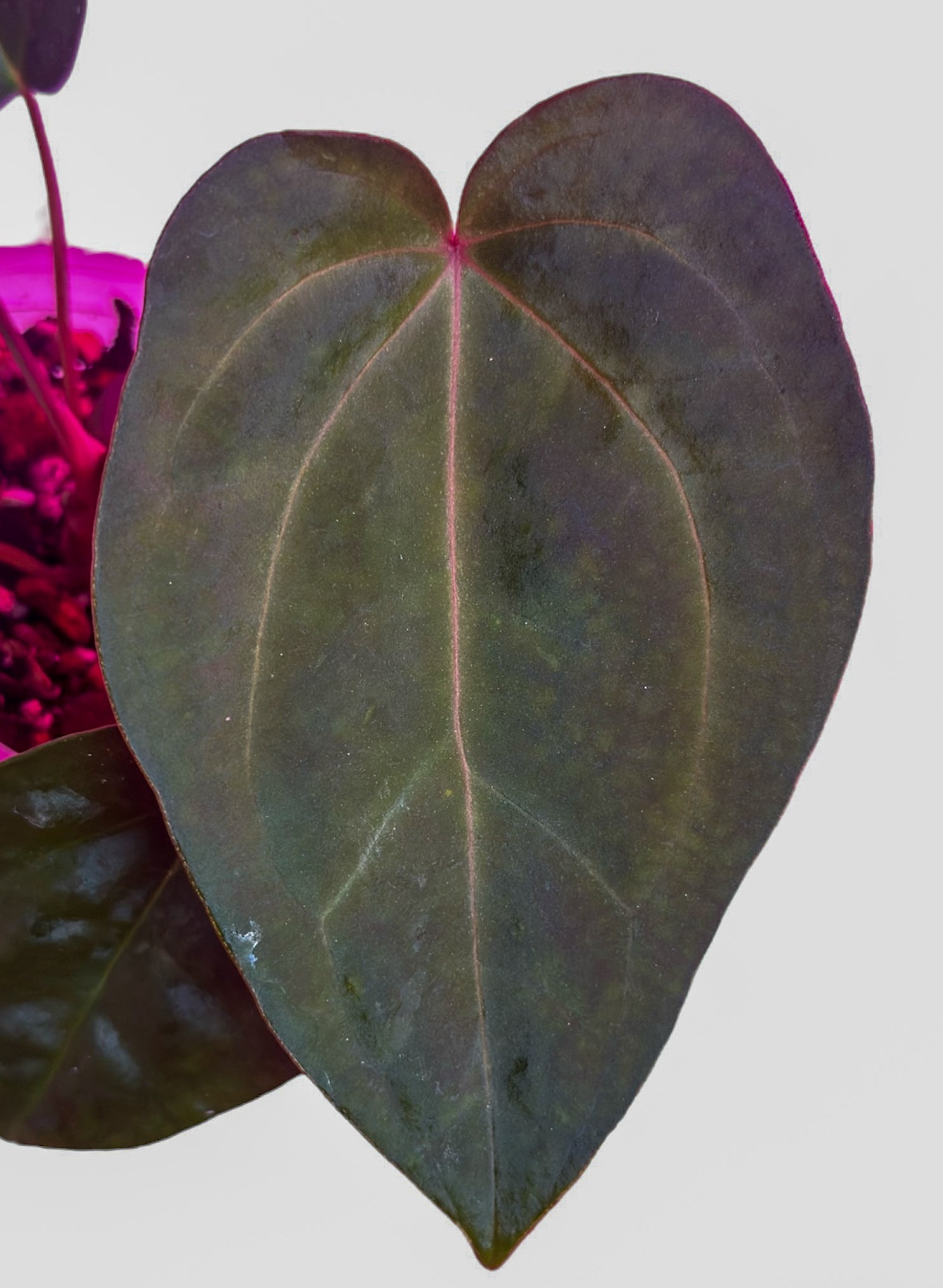 anthurium cay cee Shop Anthurium Carlablackiae x BVEP X Code Red – HappiestPlants