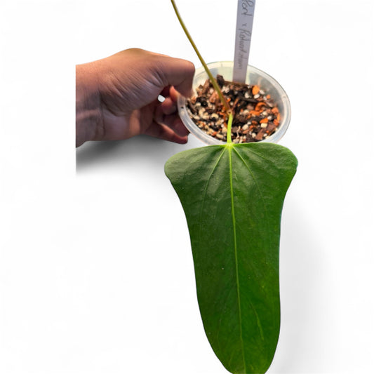 Anthurium Portillae x Rotundatum (by Rory Antolak)