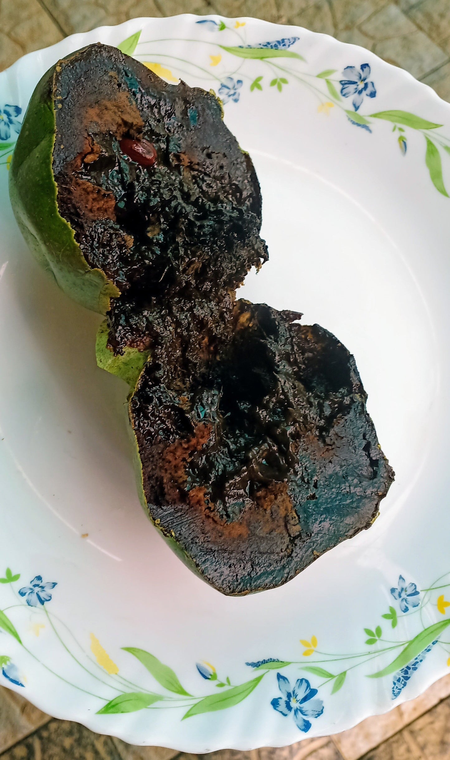 Black Sapote Plants in uk