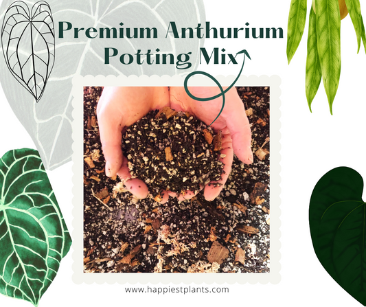 Anthurium Potting Mix