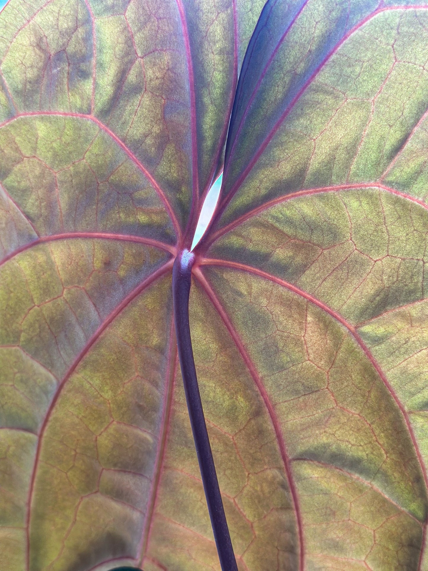 Anthurium RVDP X Carlablackiae × AOS