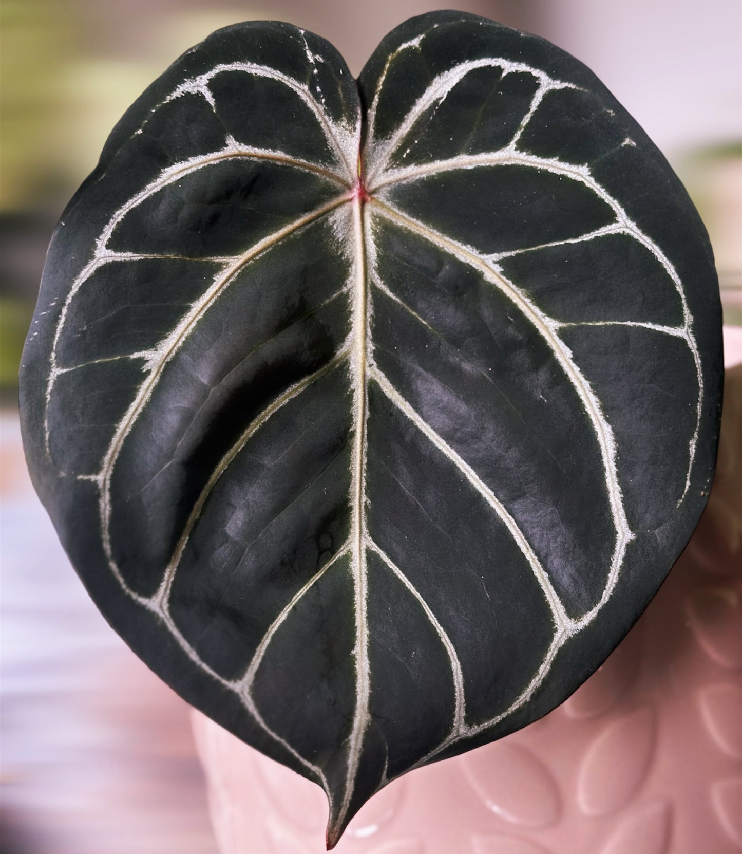 Anthurium King of Spades (HU / KOS) x Red Crystallinum