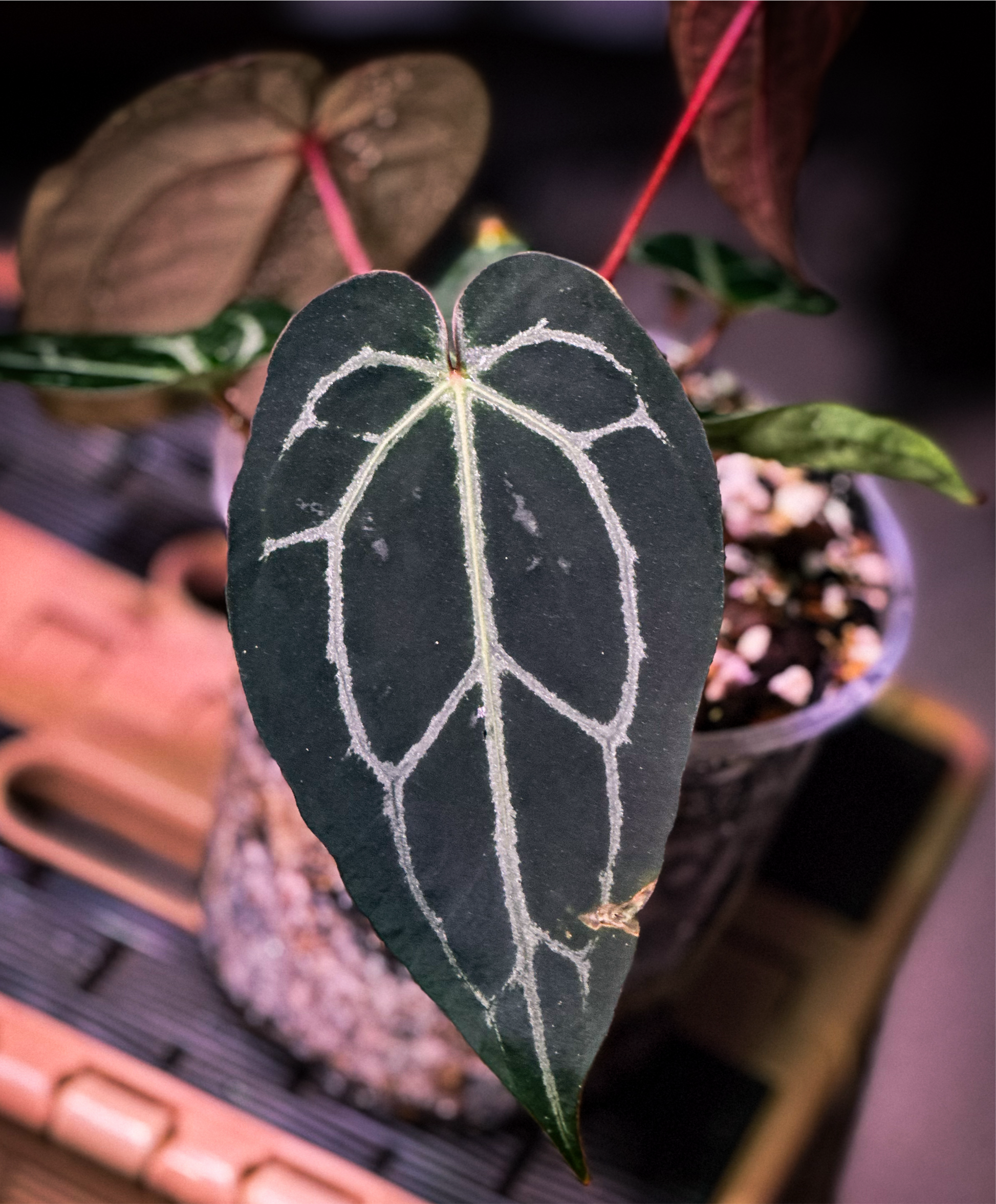anthurium medusa Buy Anthurium MJ