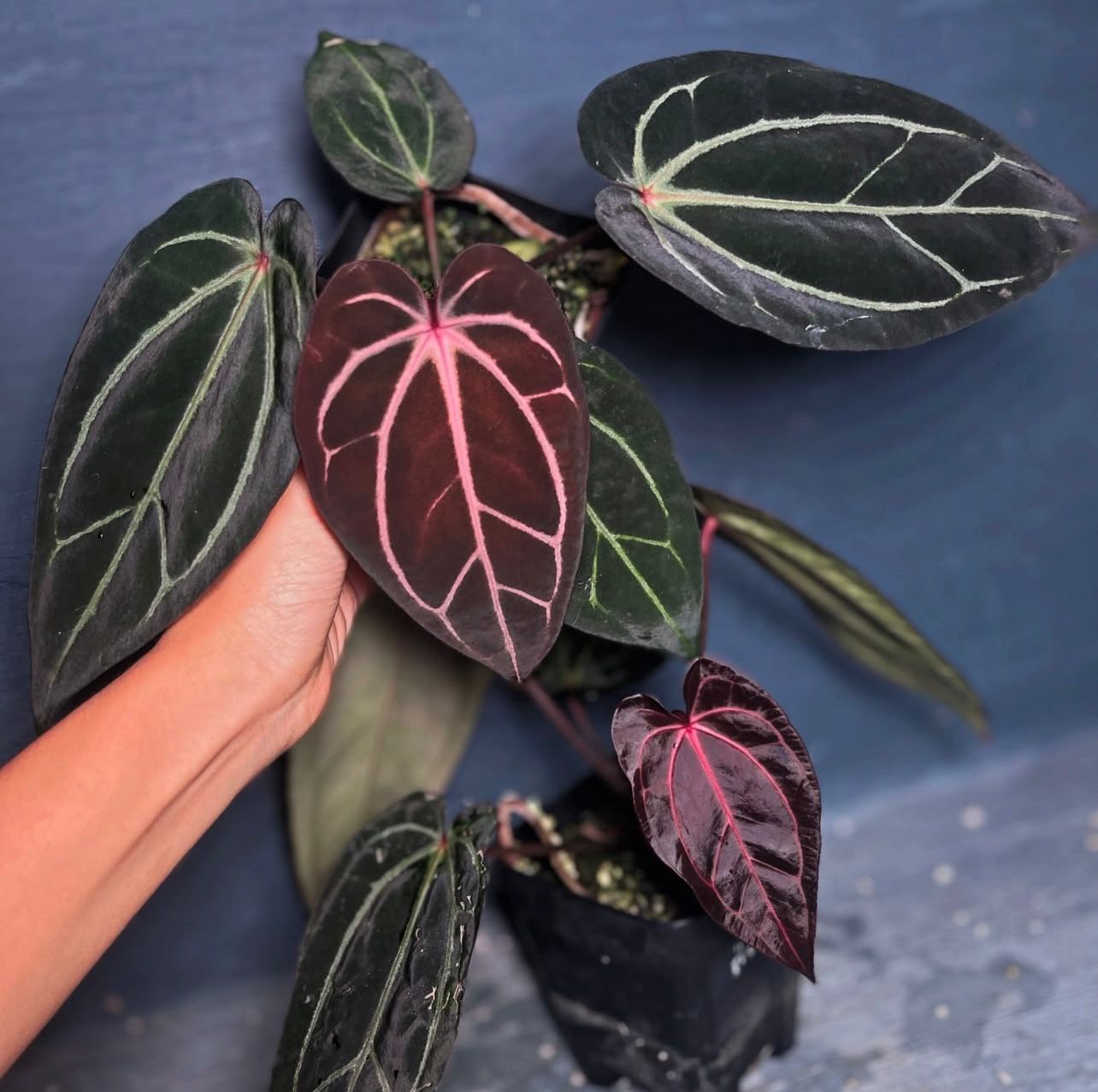 Anthurium Carla Evenstar