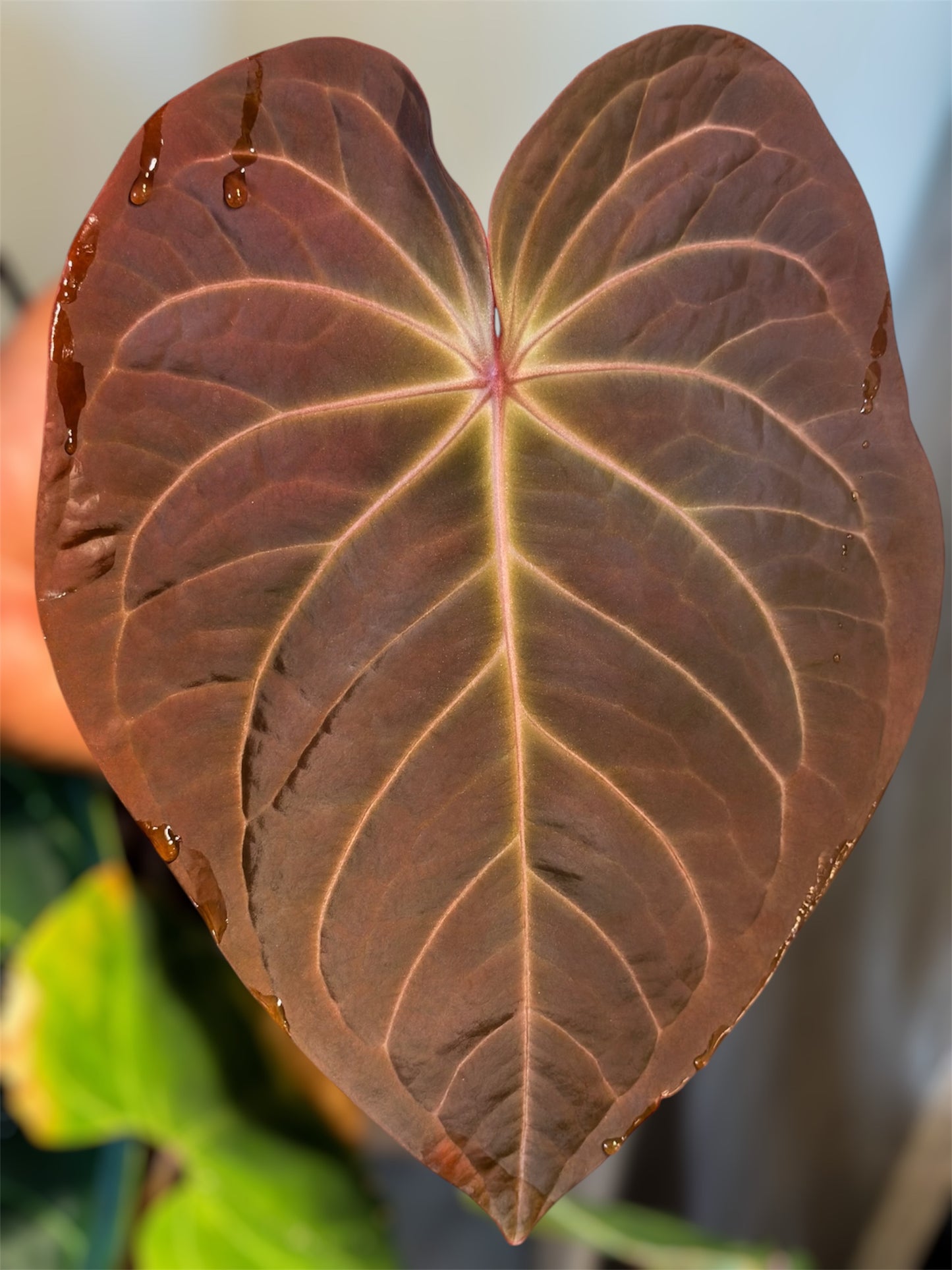 Anthurium Tarantula Nebula x RVDP