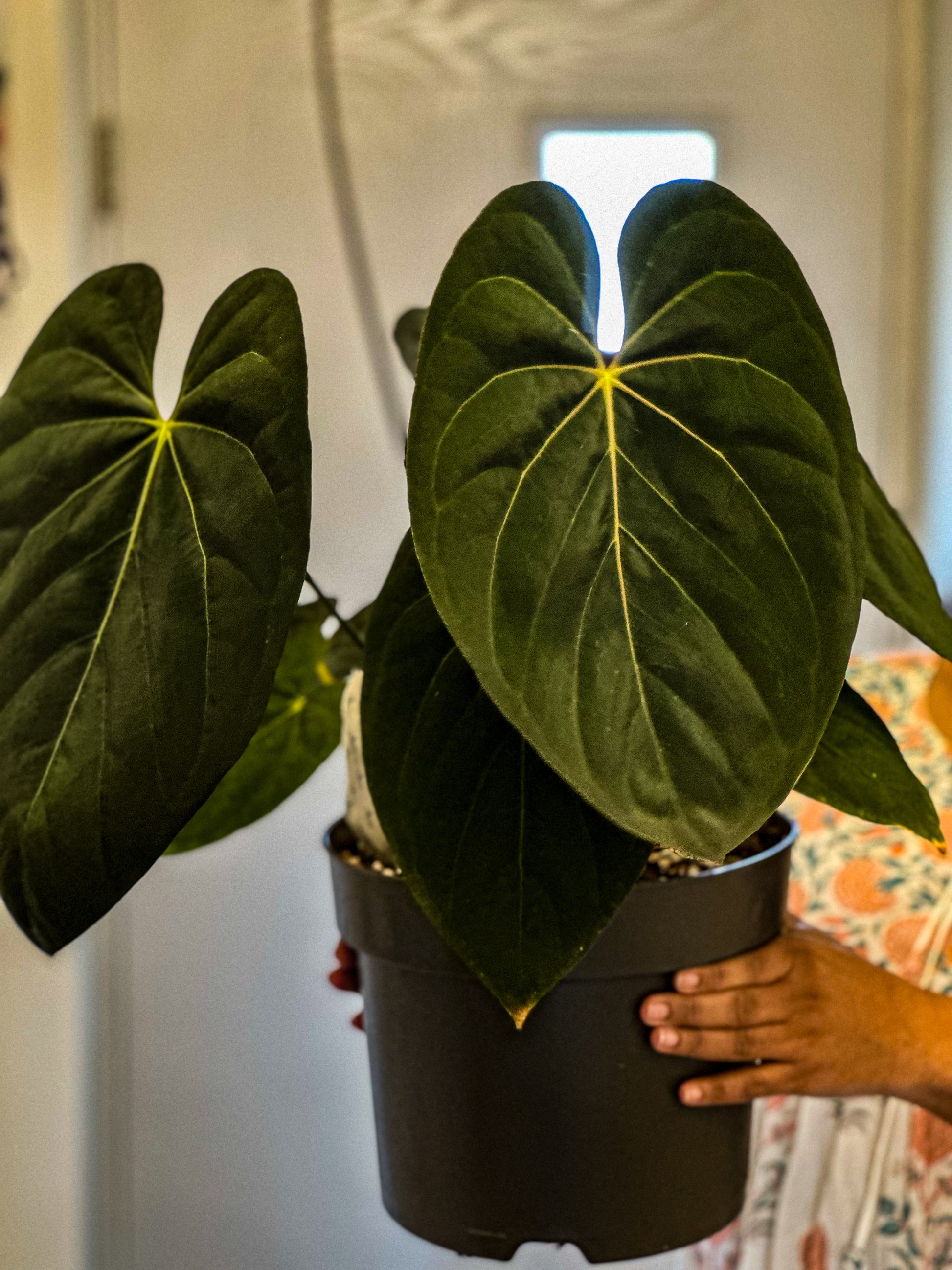 anthurium hybride rouge Anthurium Goliath X Subsignatum x RVDP – HappiestPlants