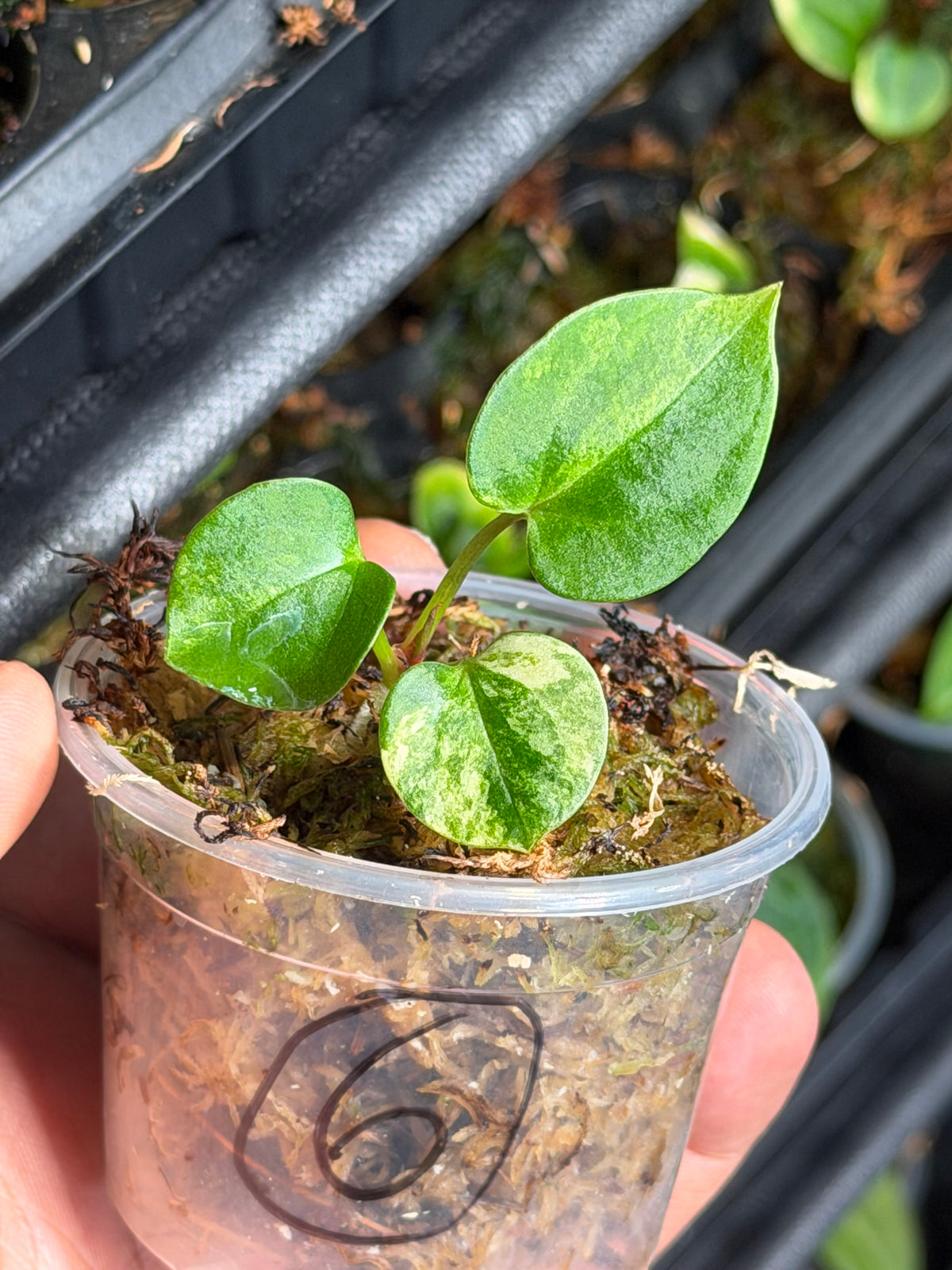 Anthurium (Dressleri x Pap Var) x Carlablackiae RA10 S1 - Select Variegated Seedlings