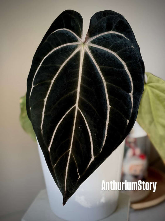 Anthurium Carlablackiae (Round x GPH001) x Night Dragon