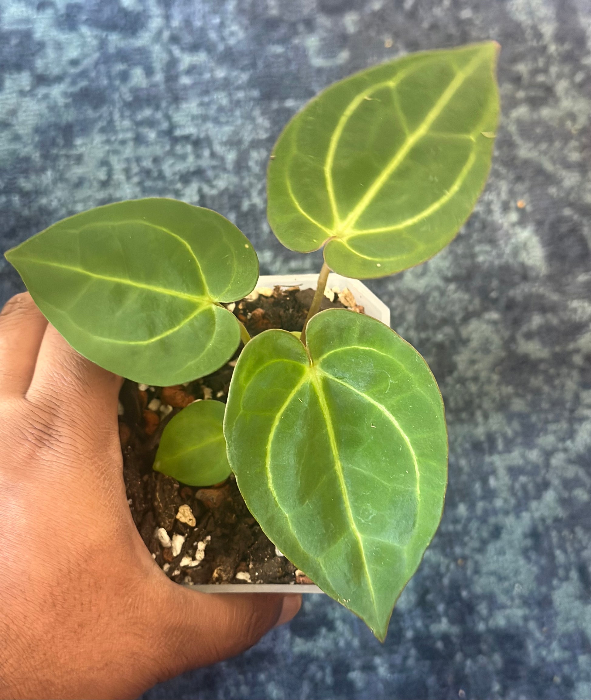 anthurium thai hybrid variegata Anthurium Papillilaminum Variegated x Carlablackiae AU1 – HappiestPlants