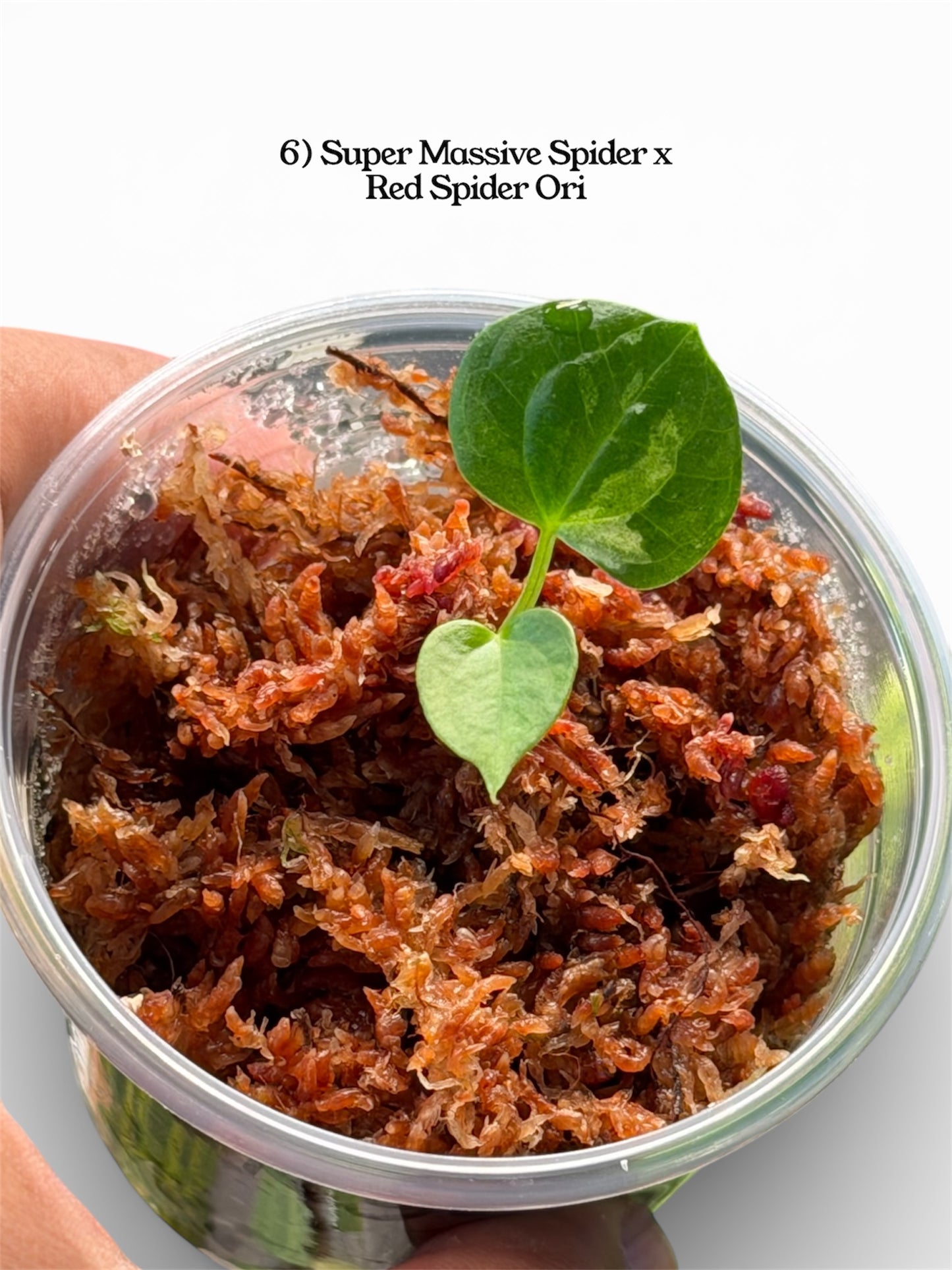 Anthurium Variegated Seedlings