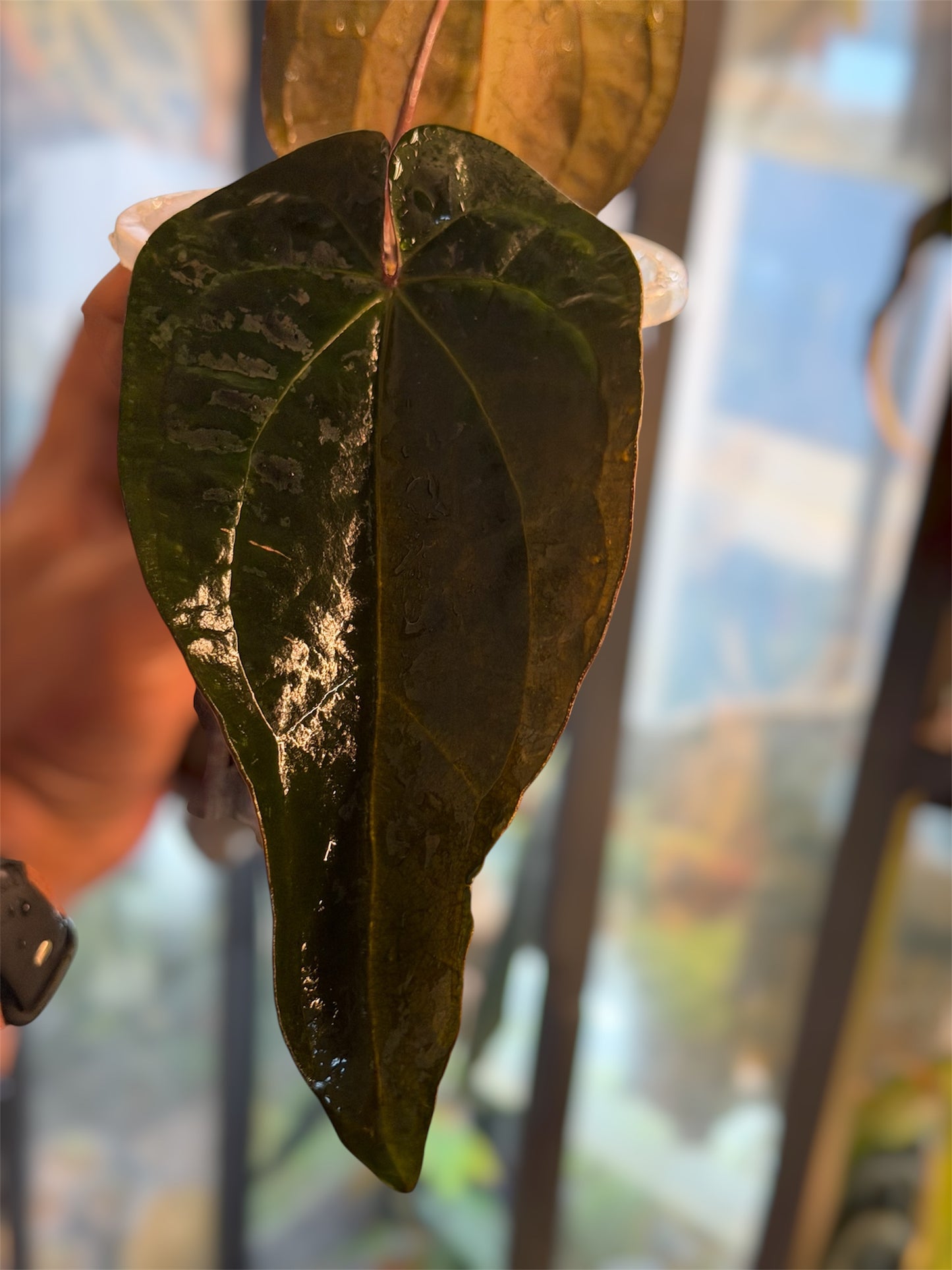 Anthurium Ace of Spades (AOS) – Tezula Clone