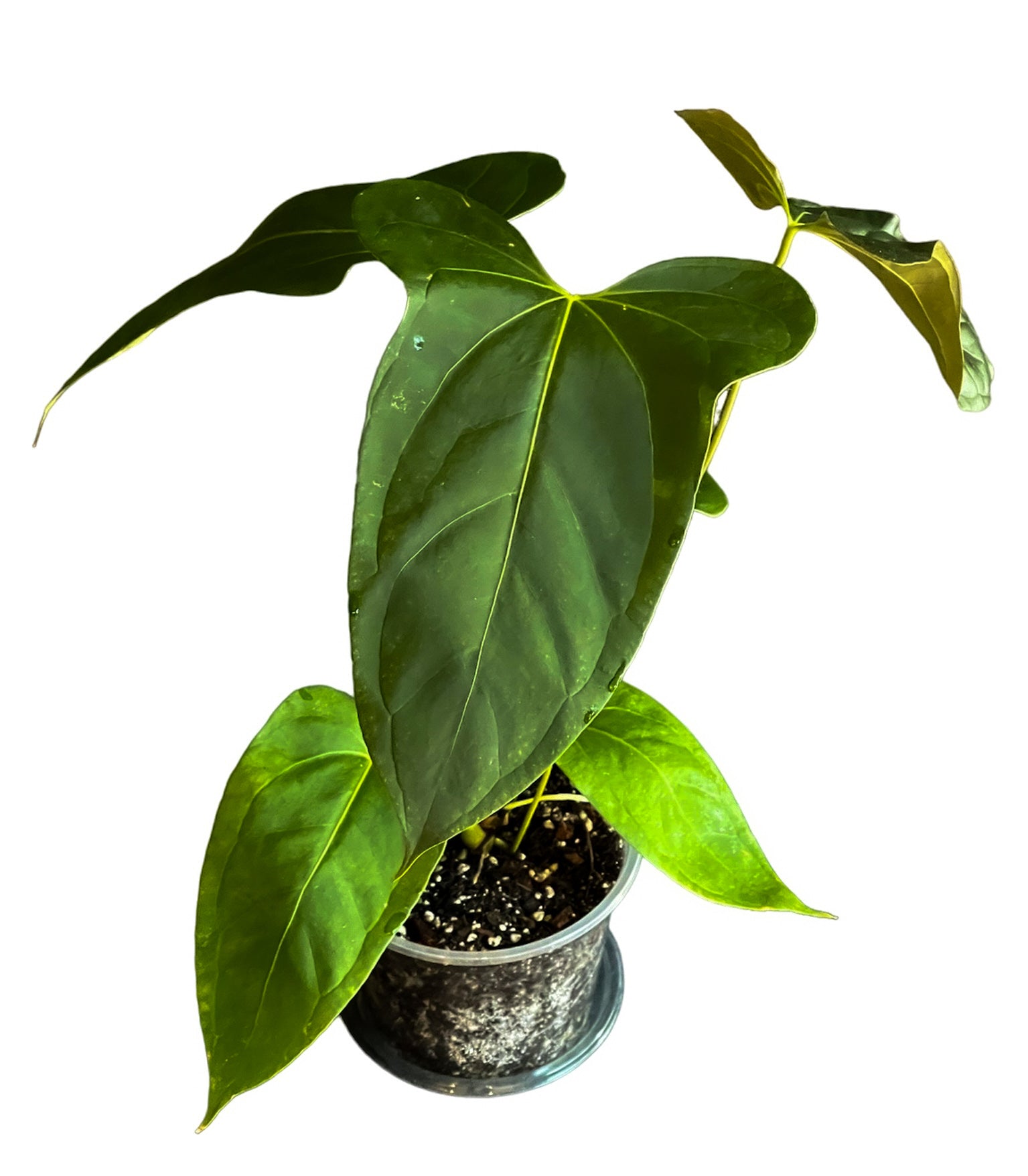 anthurium nano sweet Anthurium Black Sweet x Indo Portillae – HappiestPlants