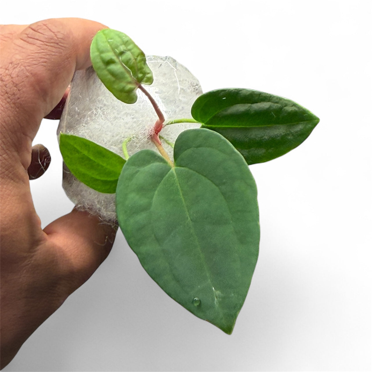 Anthurium BVEP x Night Dragon