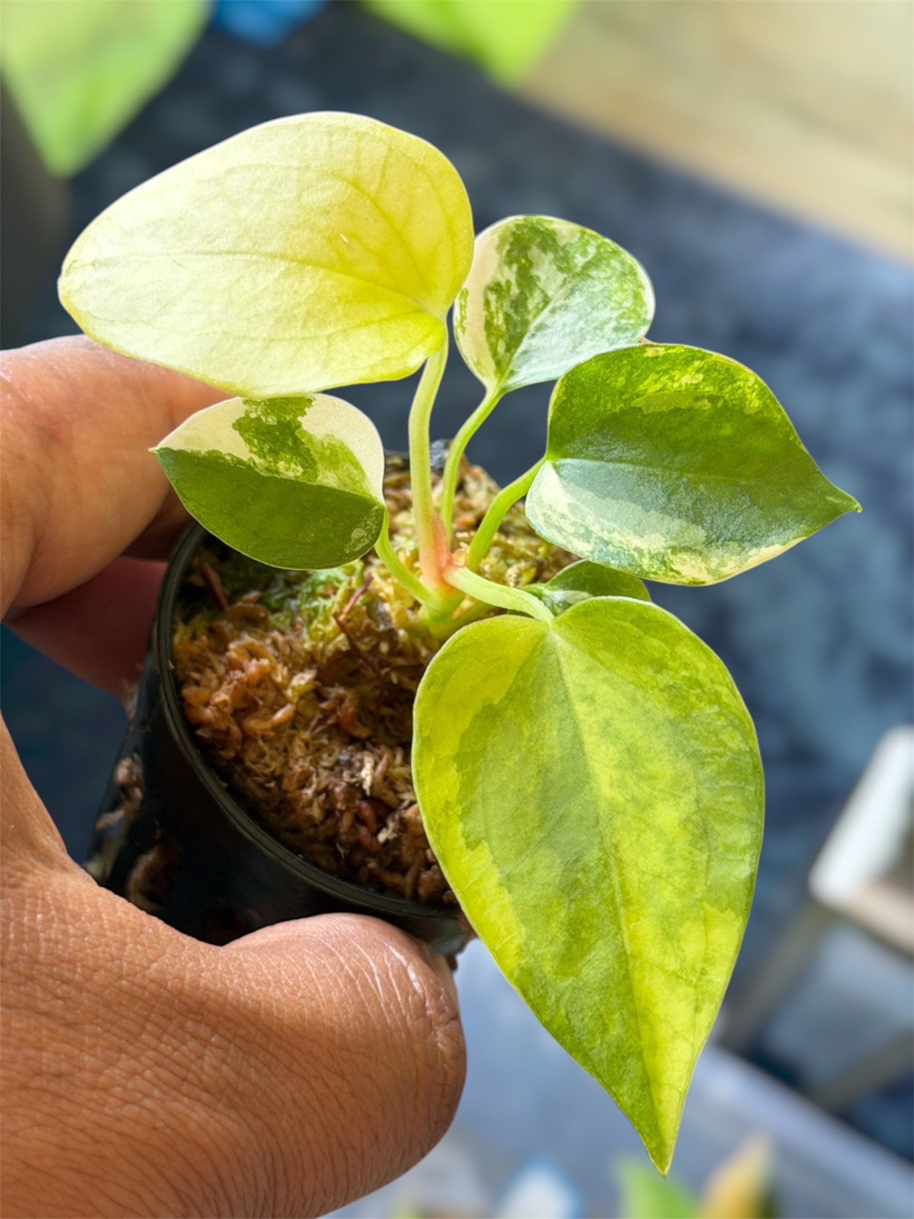 Anthurium Forgetii Variegated x RVDP Mint Var – HappiestPlants