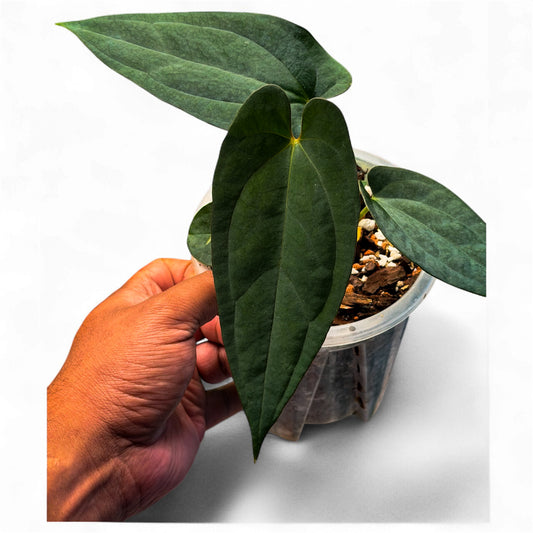 Anthurium Ace of Spades (Tezula) × BVEP