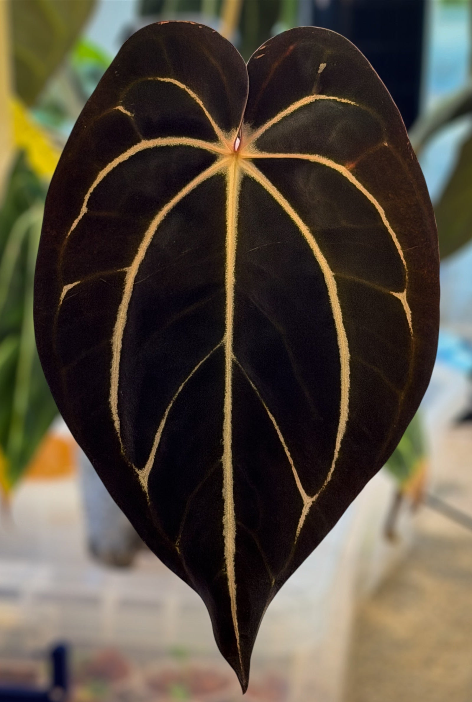Anthurium Carlablackiae (Round x GPH001) x GPH001 (S1