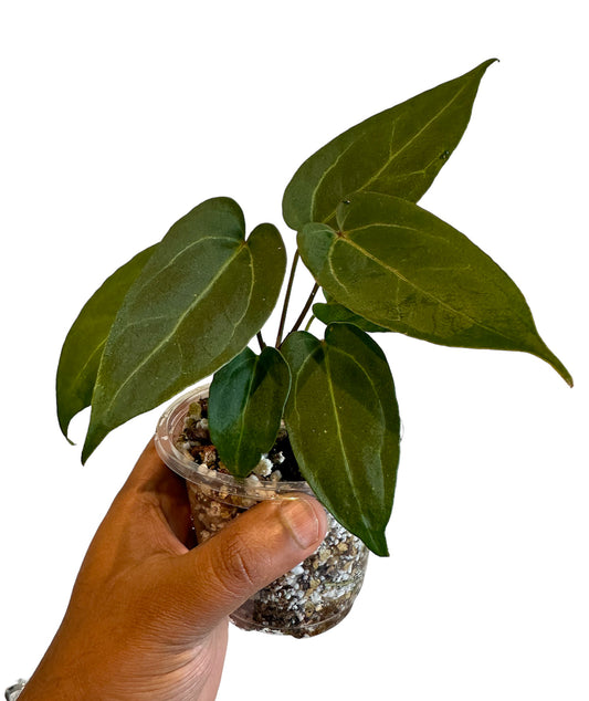 Anthurium Papillilaminum X-One