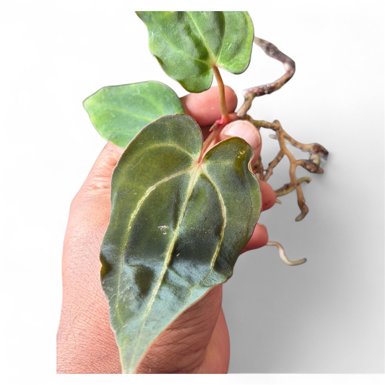 Anthurium Carlablackiae OG1 × OG2 – Offset