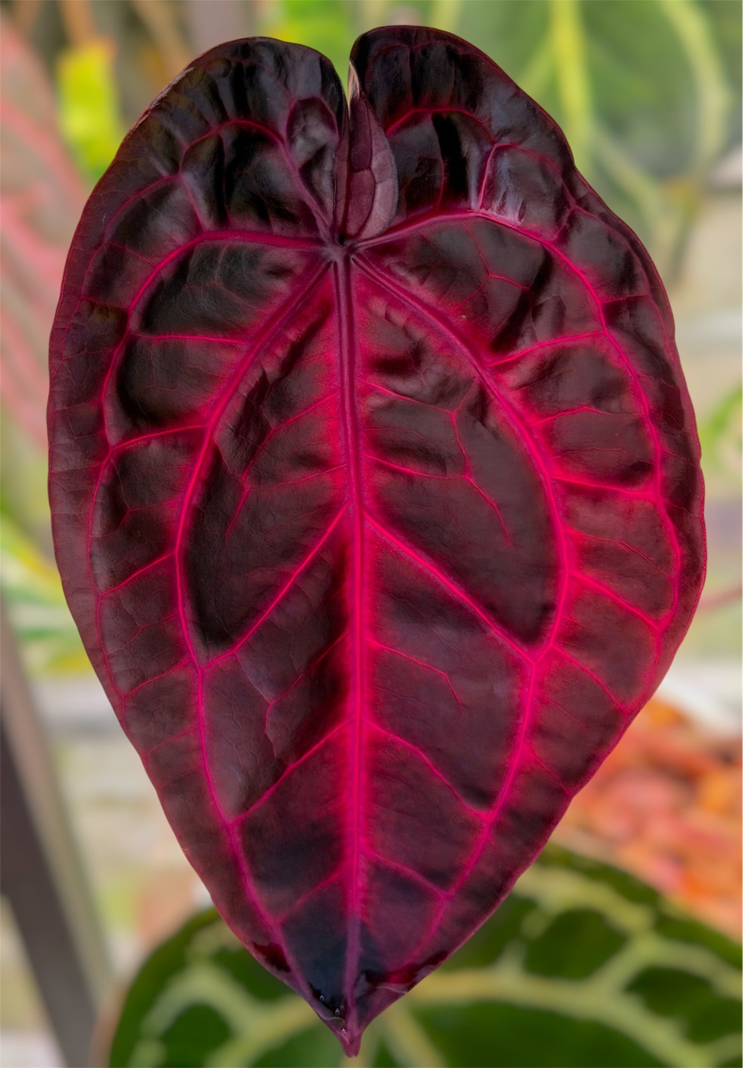 Anthurium Èclat Rouge x Dusk Ablaze