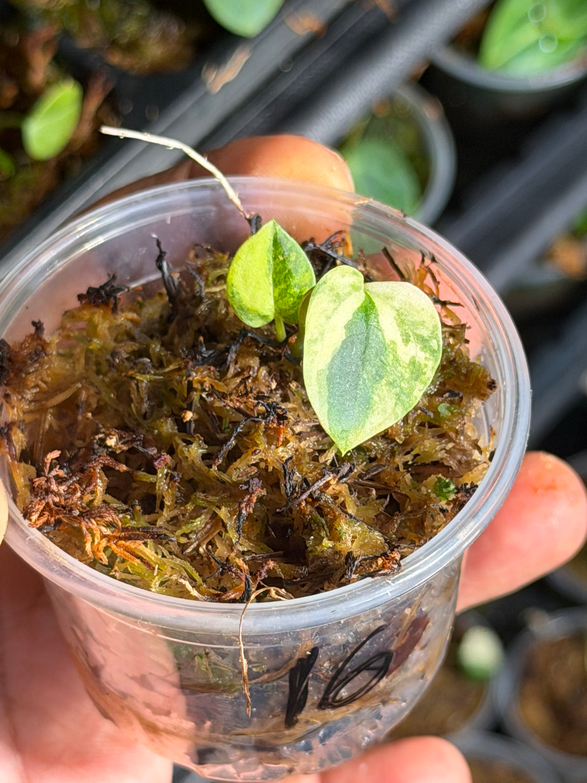 Anthurium (Dressleri x Pap Var) x Carlablackiae RA10 S1 - Select Variegated Seedlings