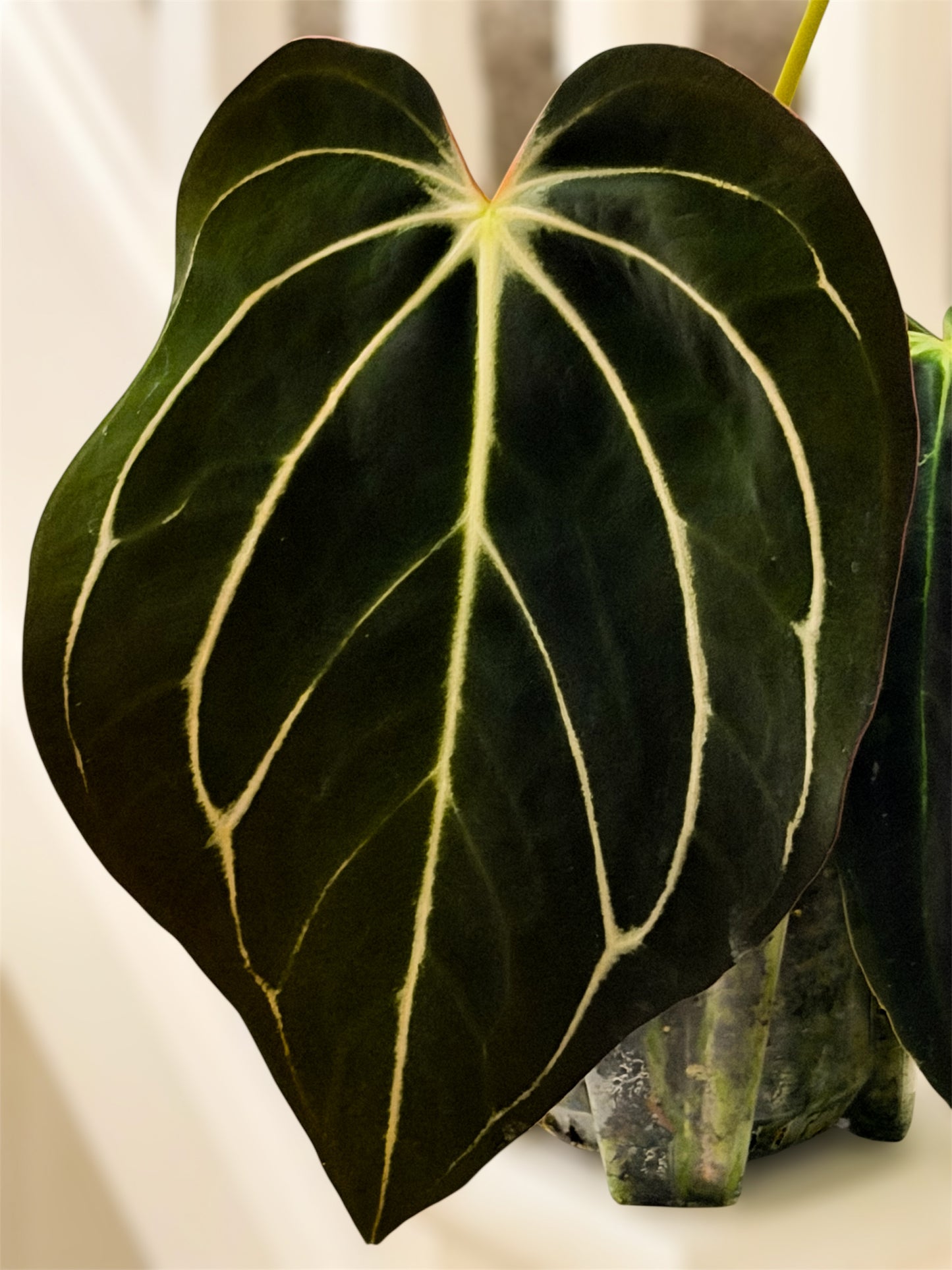 Anthurium Carlablackiae Peter Parker S1 x RA10 S1