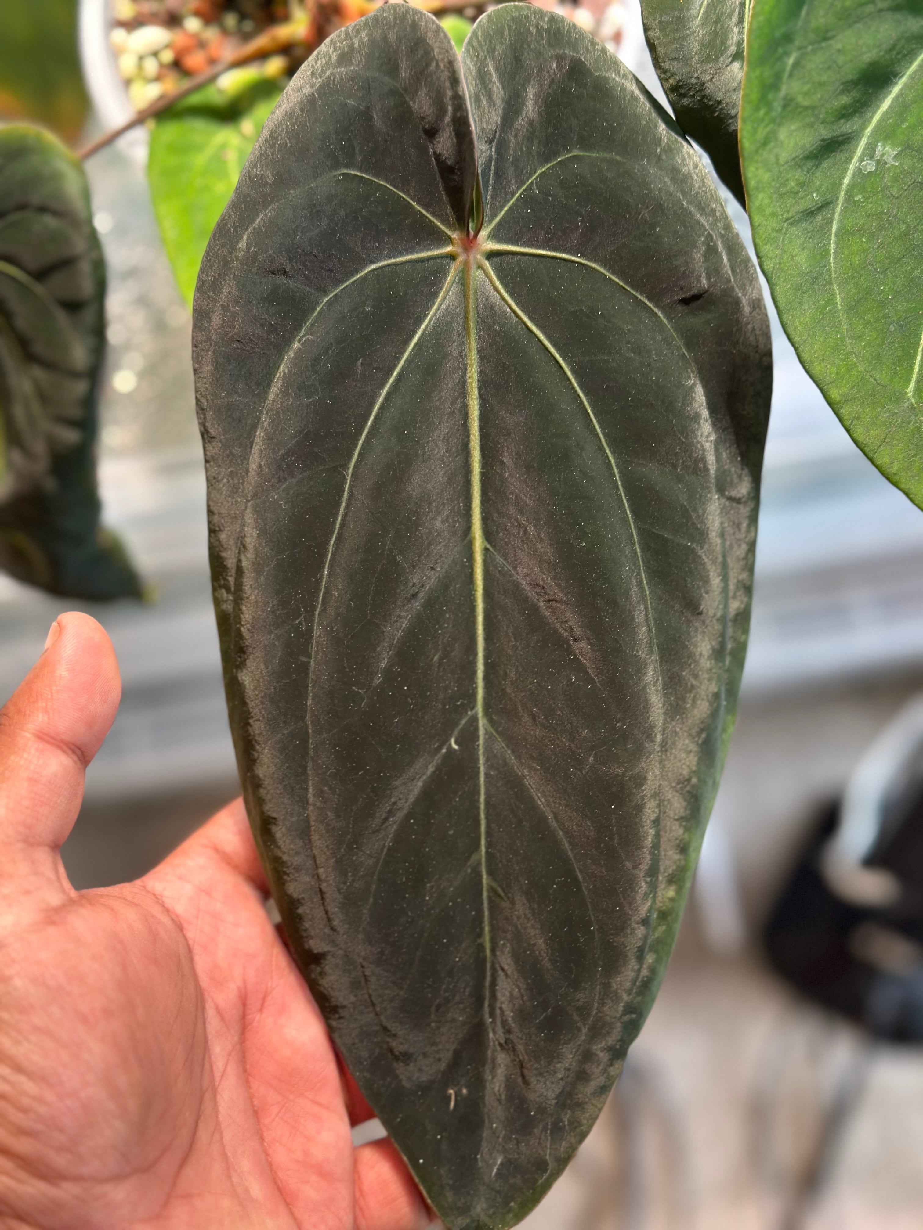 Anthurium Dressleri x Carla x BVEP – Offset – HappiestPlants