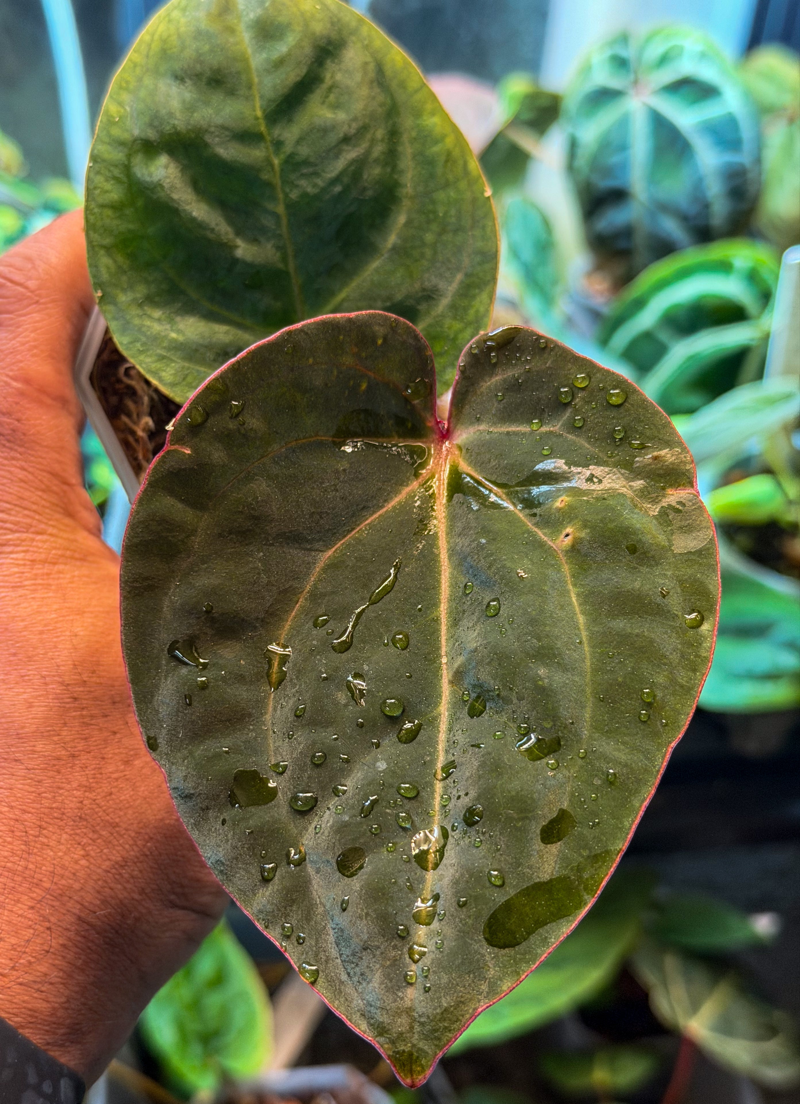 Anthurium Bloodmoon - Original Clone – HappiestPlants