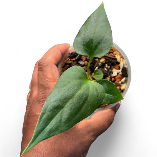 Anthurium Portillae (NSE) x Sp Nov DF