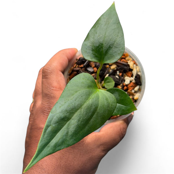 anthurium portillae nse Anthurium Portillae (NSE) x Sp Nov DF – HappiestPlants