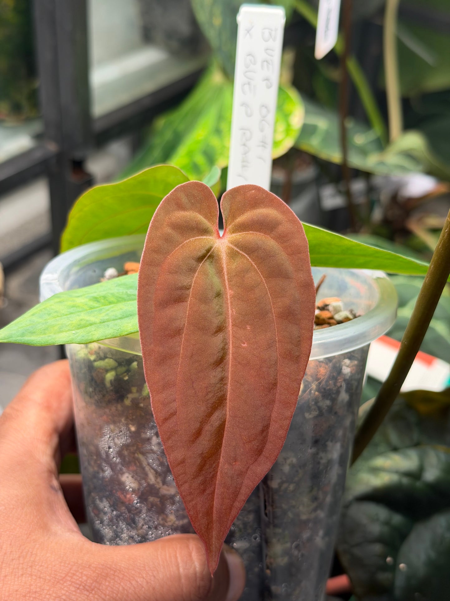 Anthurium BVEP OG1 x RA1 – Seedlings