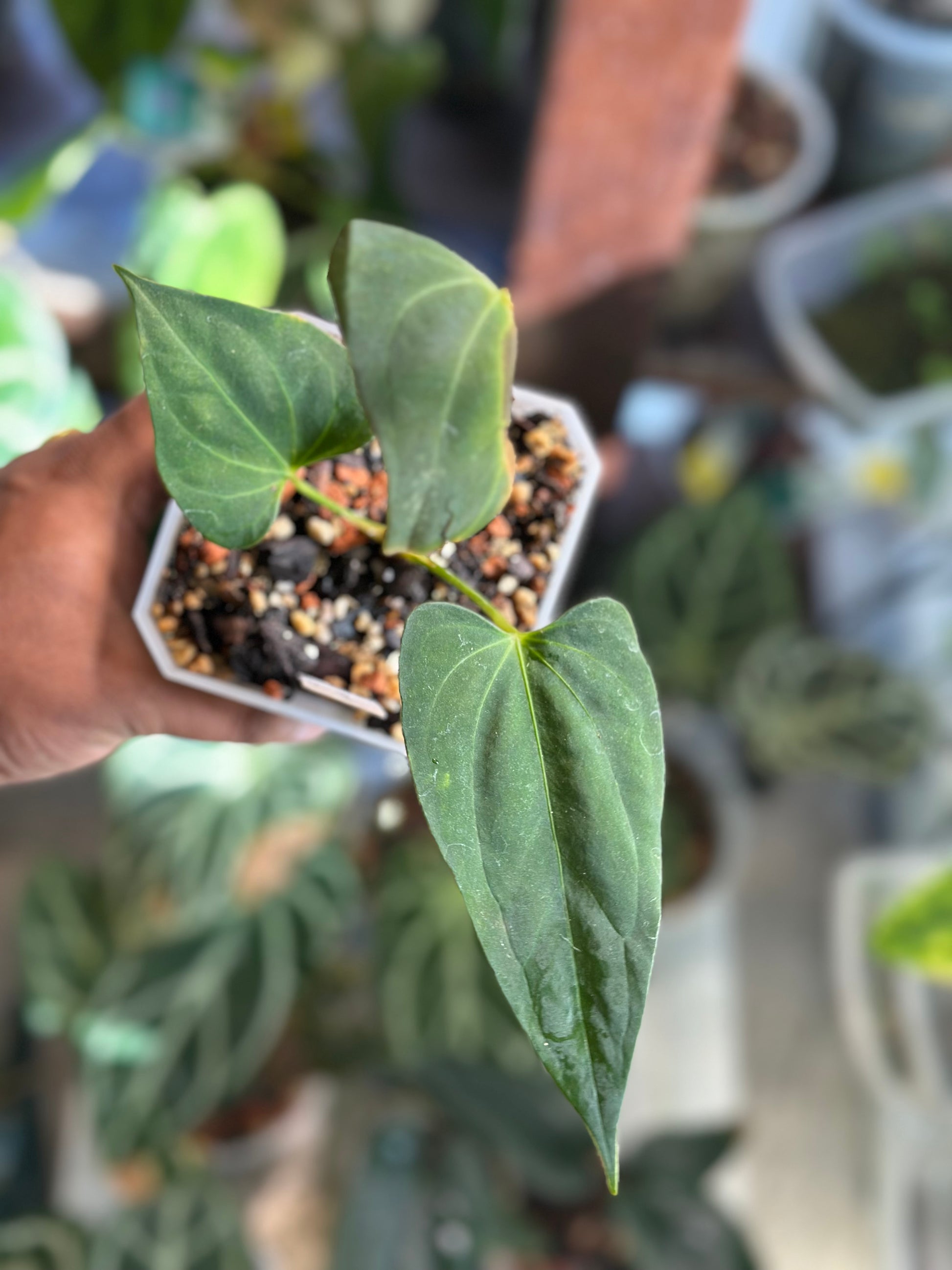 anthurium plantation in mauritius Anthurium Portillae S1 (NSE) – HappiestPlants