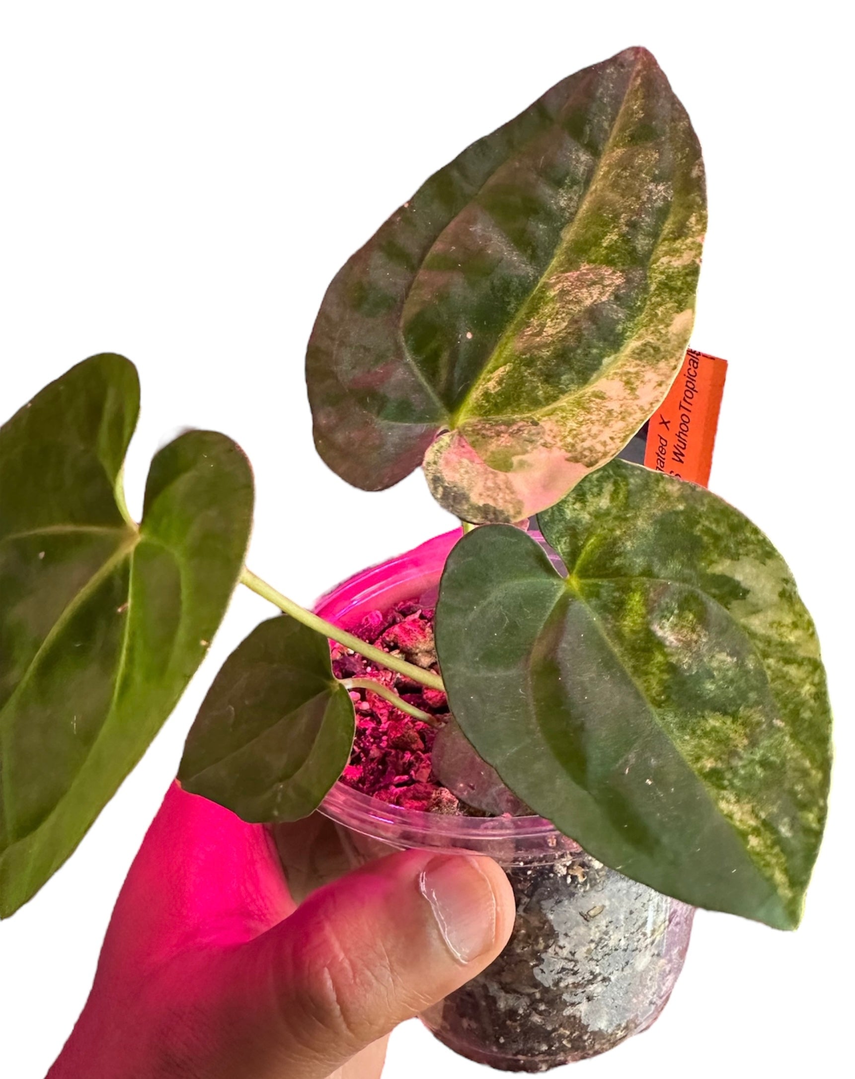 anthurium scandens var pumila Anthurium Papillilaminum Variegated x (Pap x AOS) – HappiestPlants