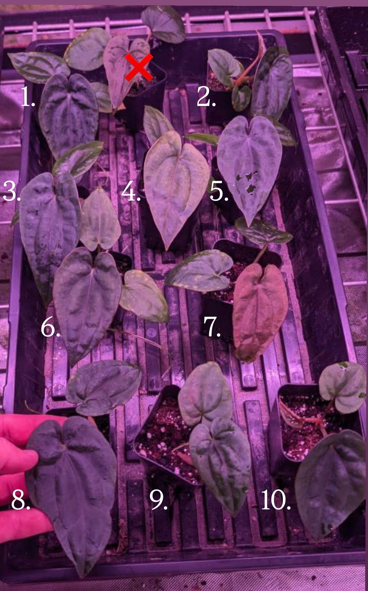 Anthurium Dressleri (Windy × RG F2 Dylan’s Clone)