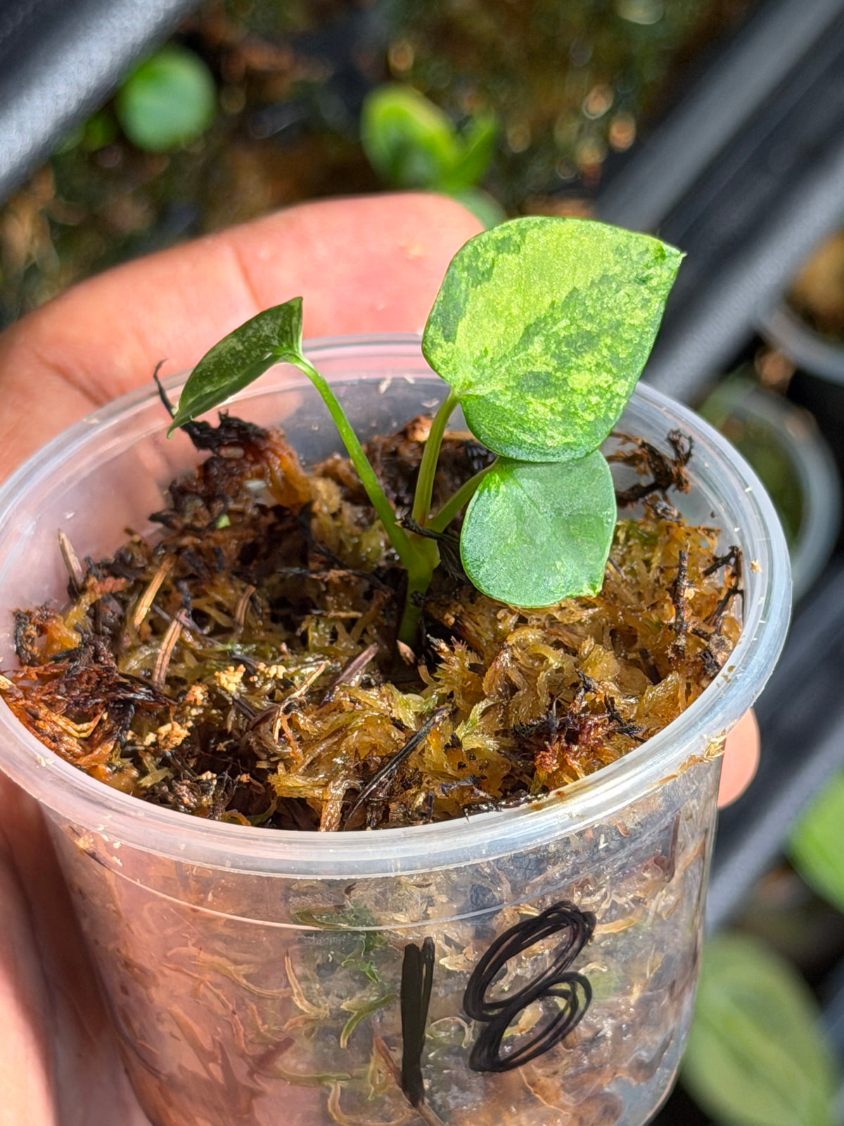 Anthurium (Dressleri x Pap Var) x Carlablackiae RA10 S1 - Select Variegated Seedlings