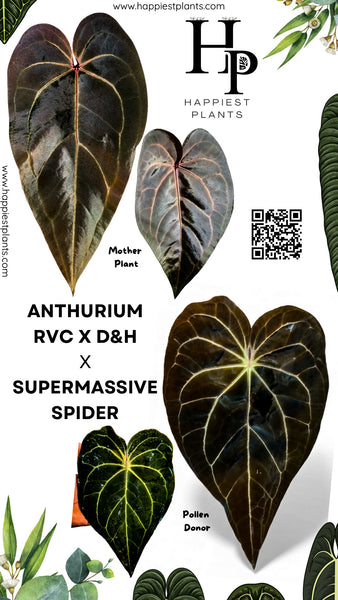Anthurium RVC x D&H X Supermassive Spider – HappiestPlants