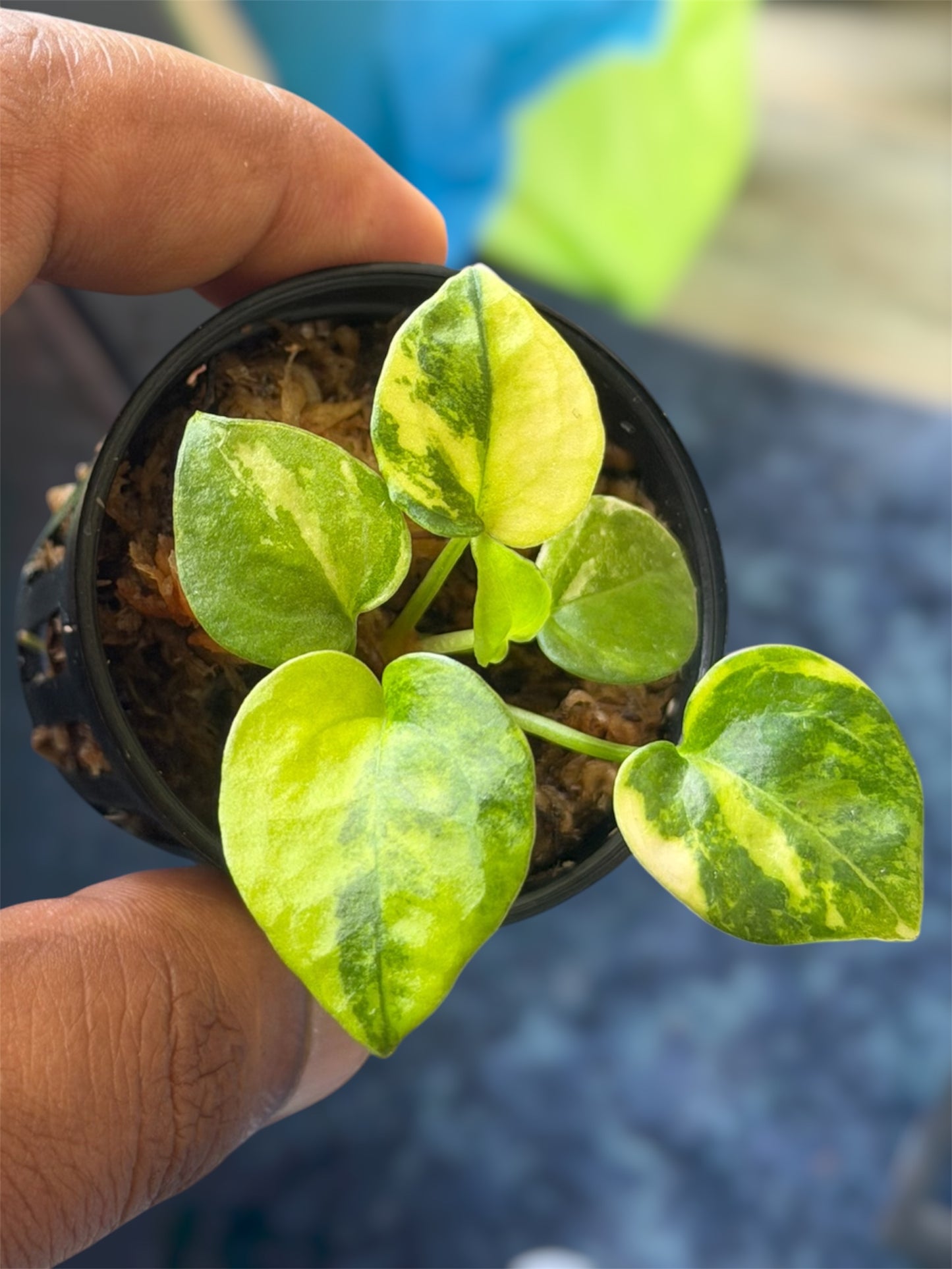 Anthurium Forgetii Var x Carlablackiae