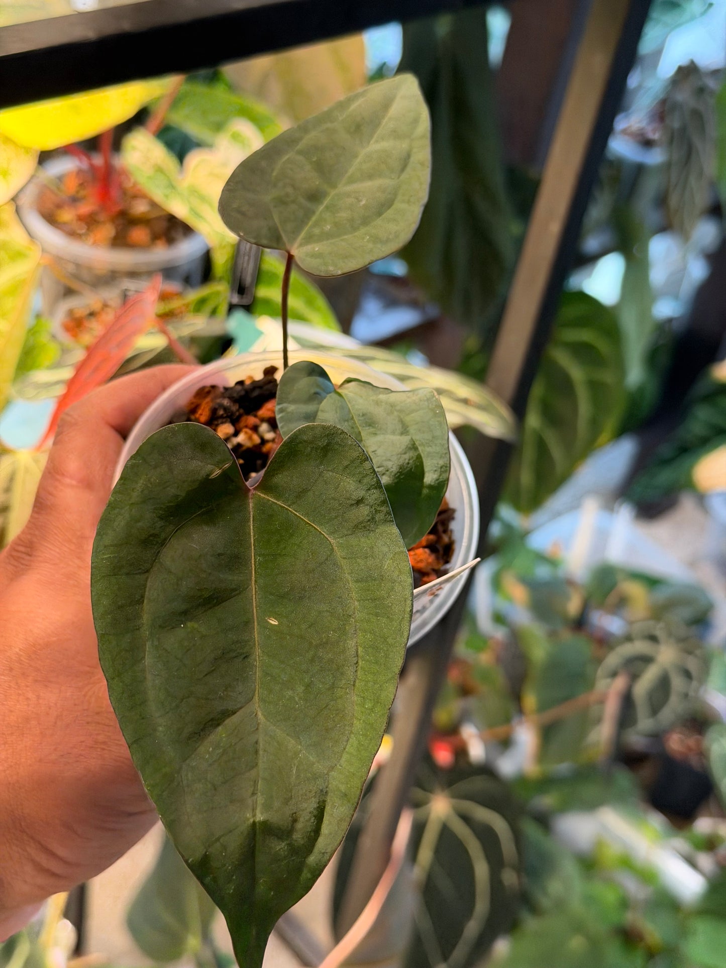 Anthurium Legacy of Spades Original Clones