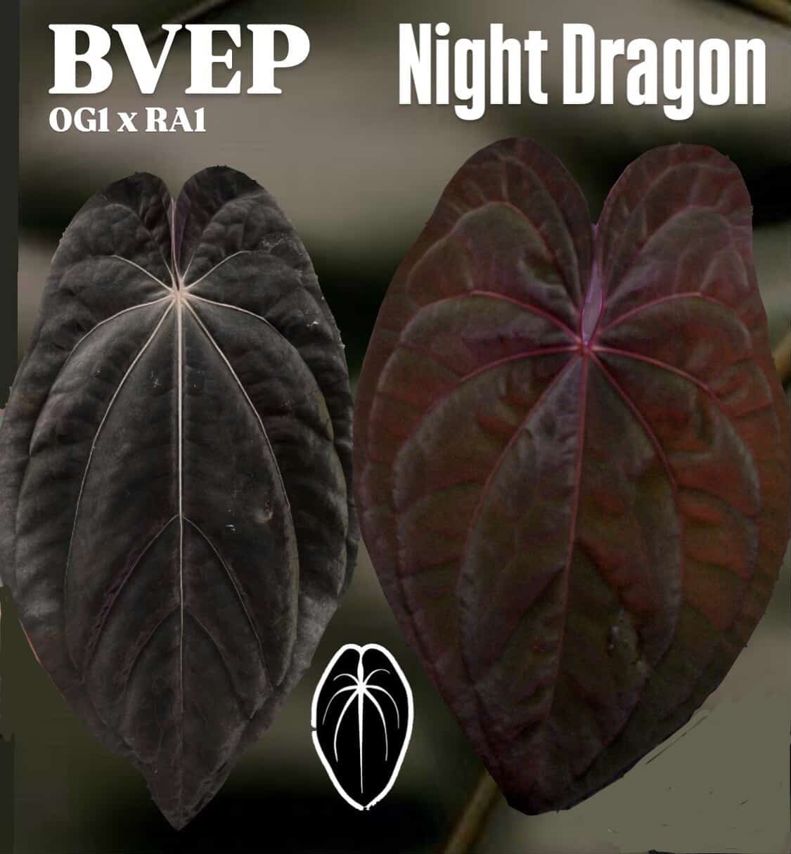 Anthurium BVEP x Night Dragon